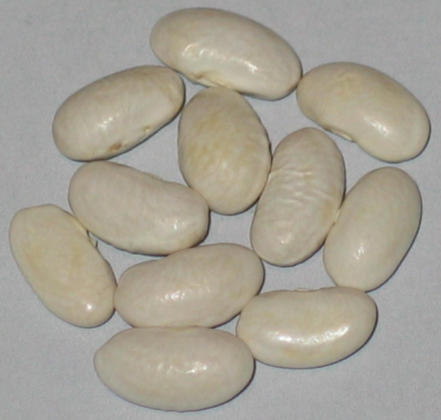 image of Snow Star beans