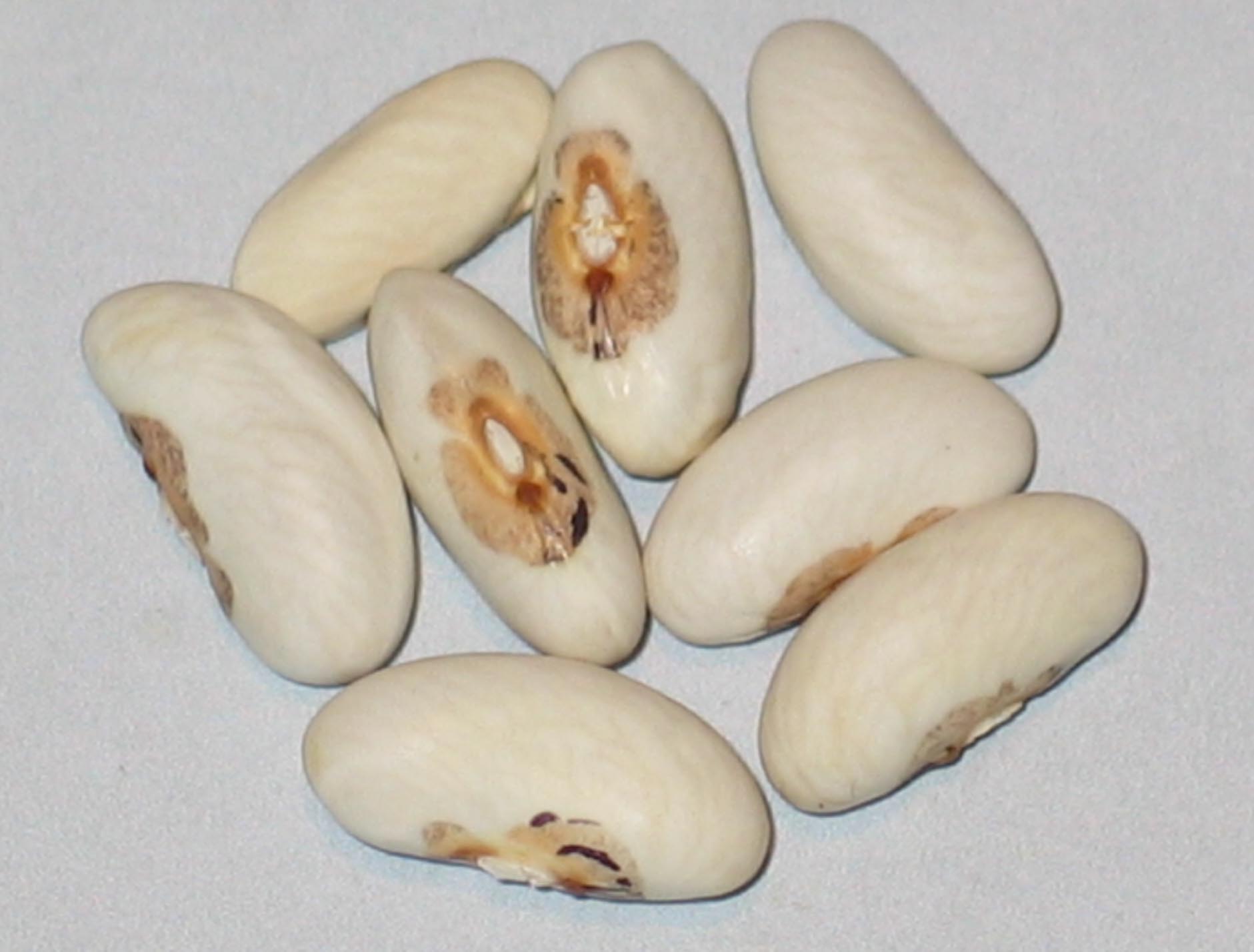 image of Woodstock beans