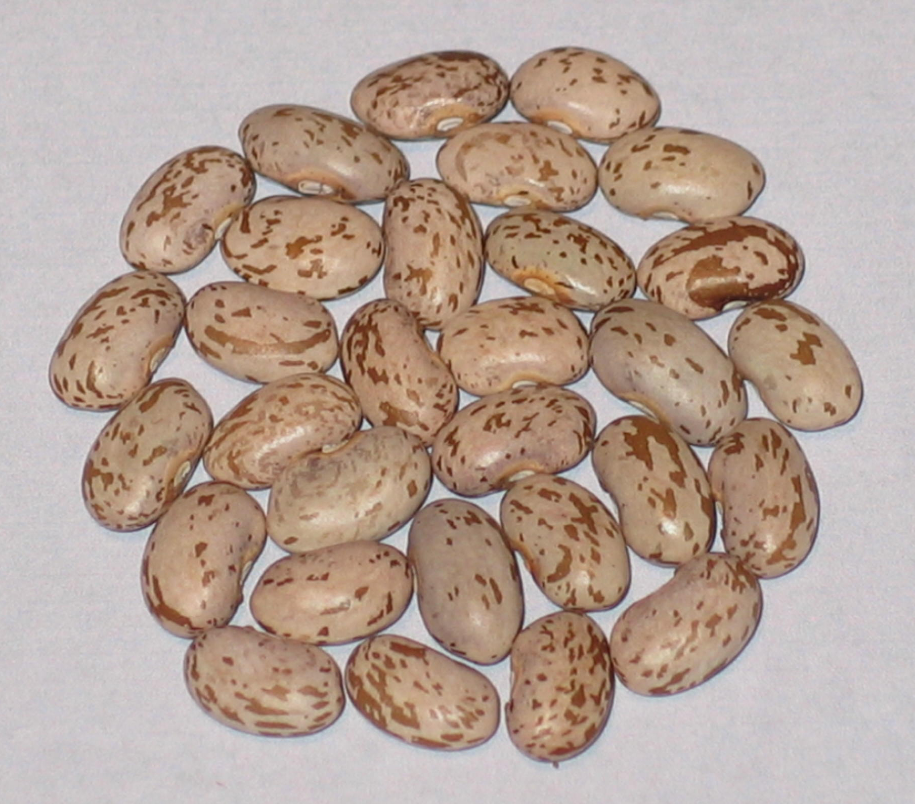 image of Abundant Little Gem beans