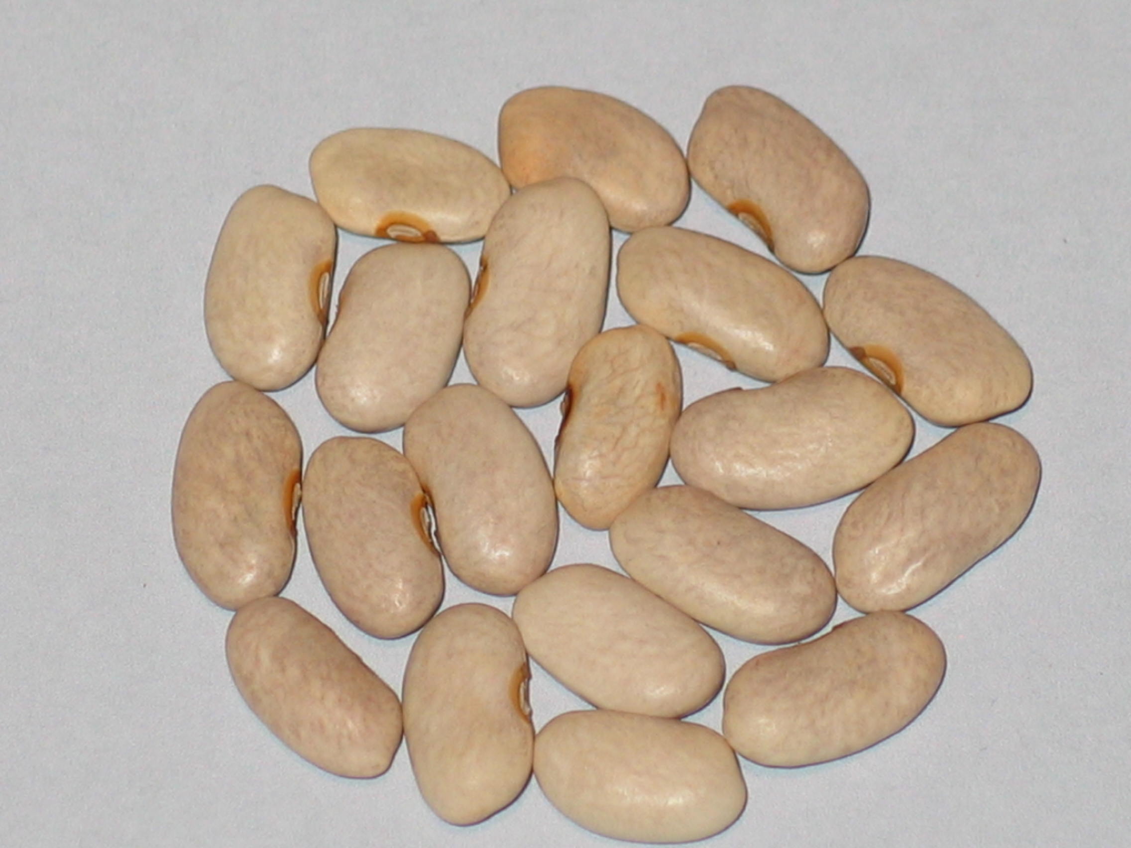 image of Aussie Purple King beans