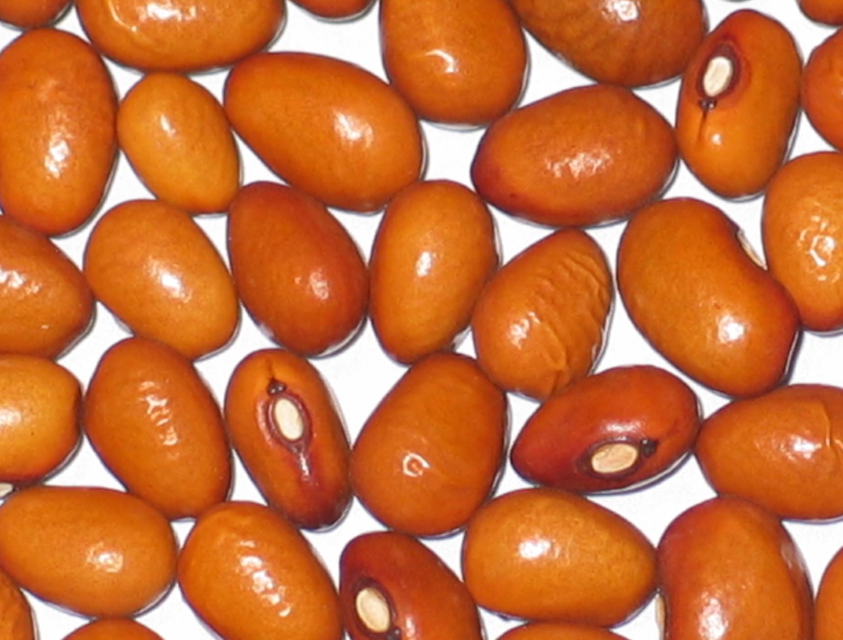 image of Marfax beans