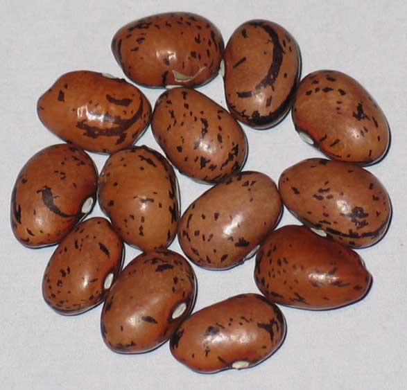 image of Bird Egg Pole beans