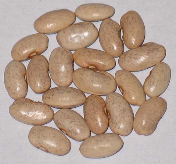 image of Blauhilde beans