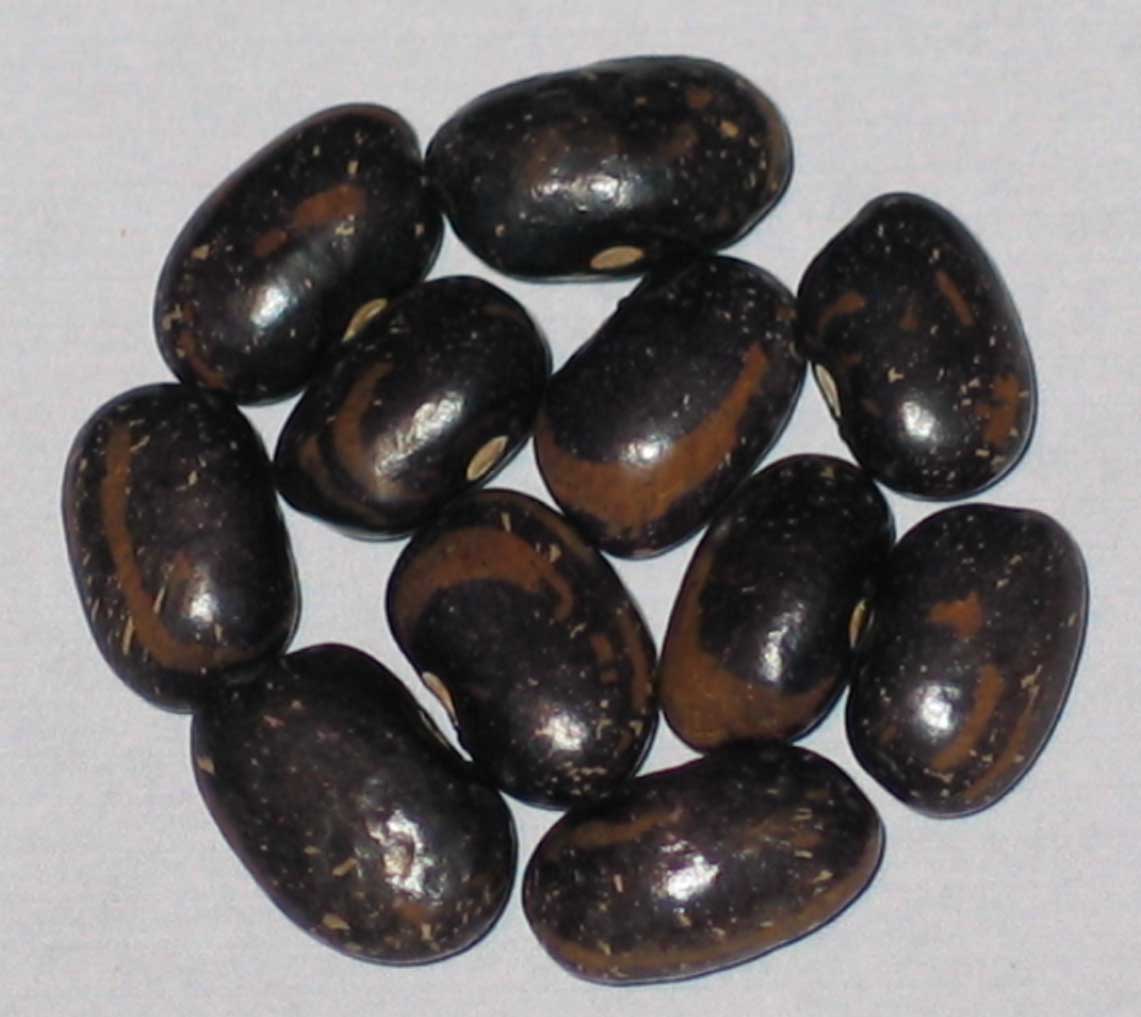 image of Blue Gold Star beans