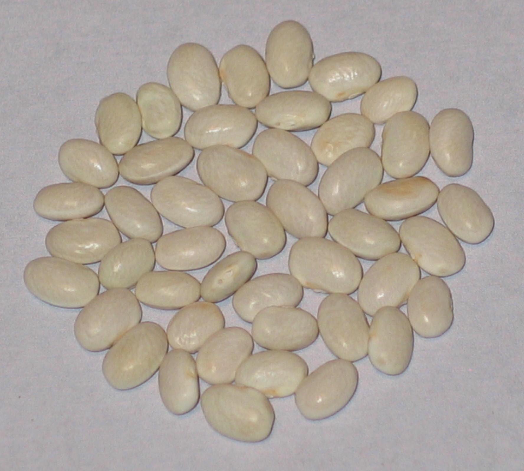 image of Bonanza Valley Navy beans