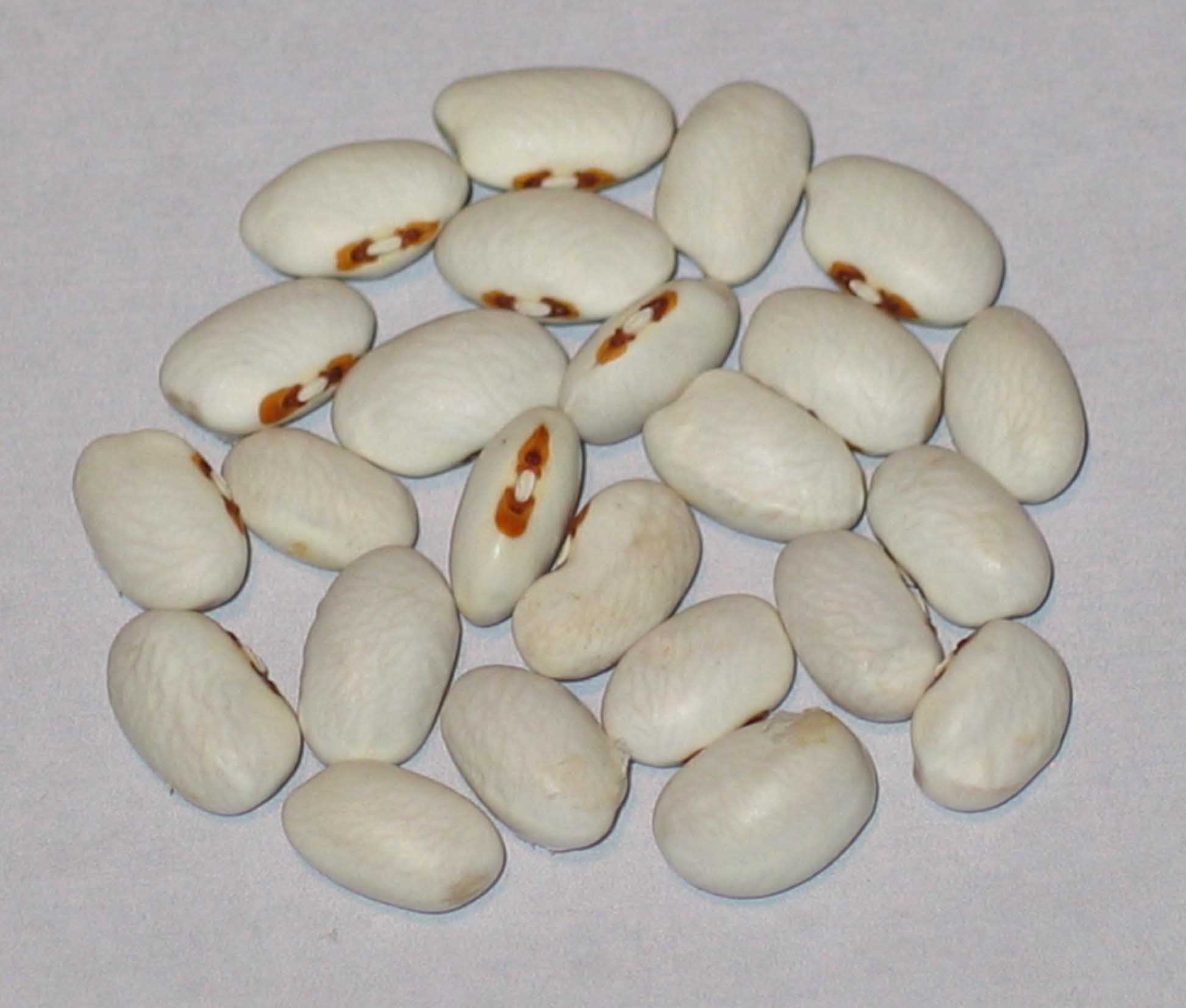 image of Canadian Dot Eye beans