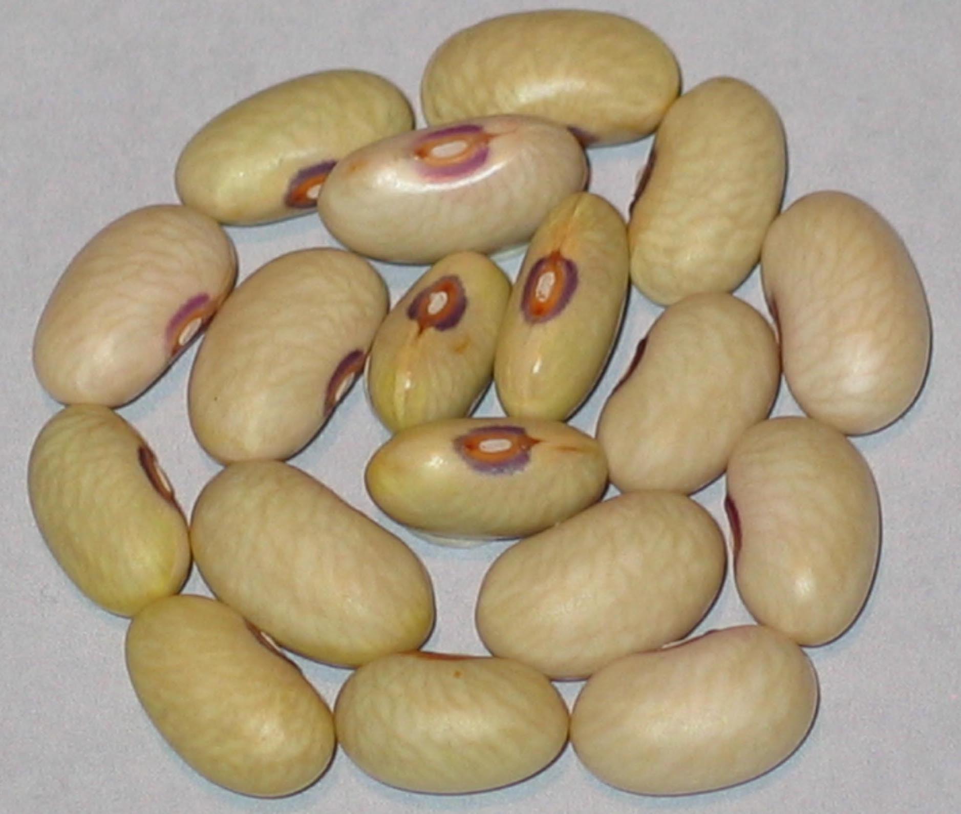 image of Eagle Bend beans