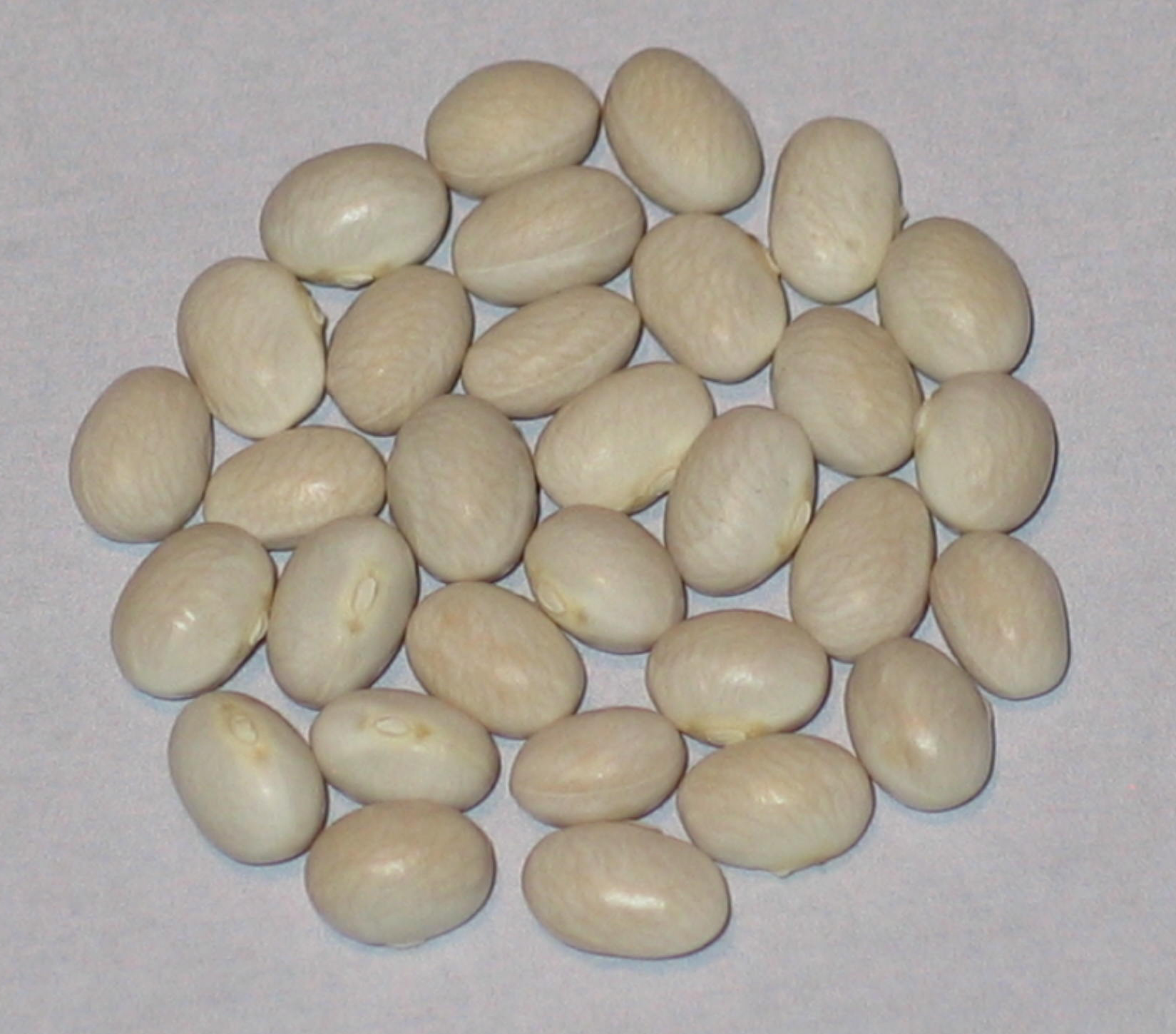 image of Eden Lake Pearls beans