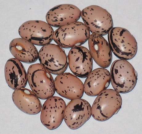 image of Falsetti beans