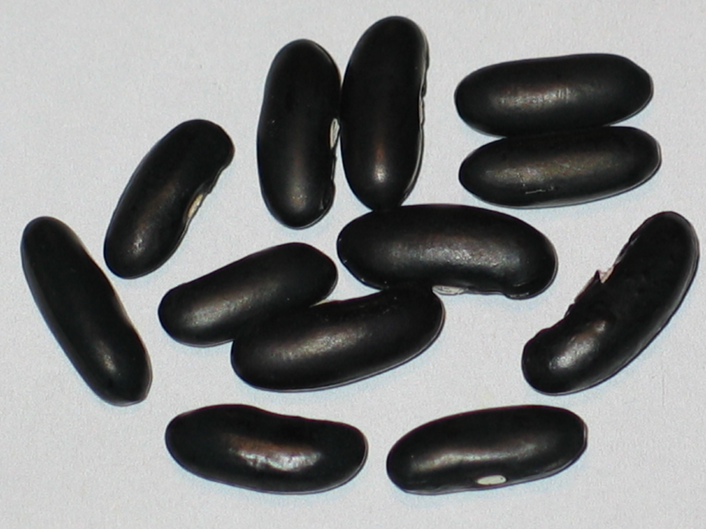 image of Fasold beans