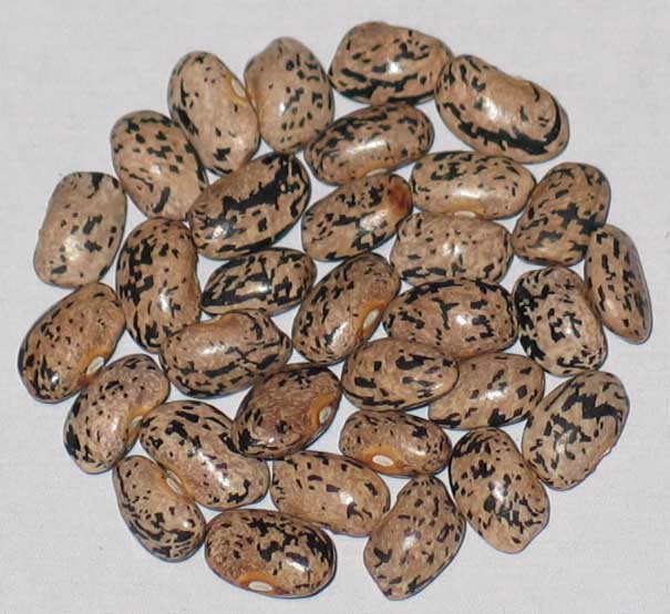 image of Faulkners Cornfield beans