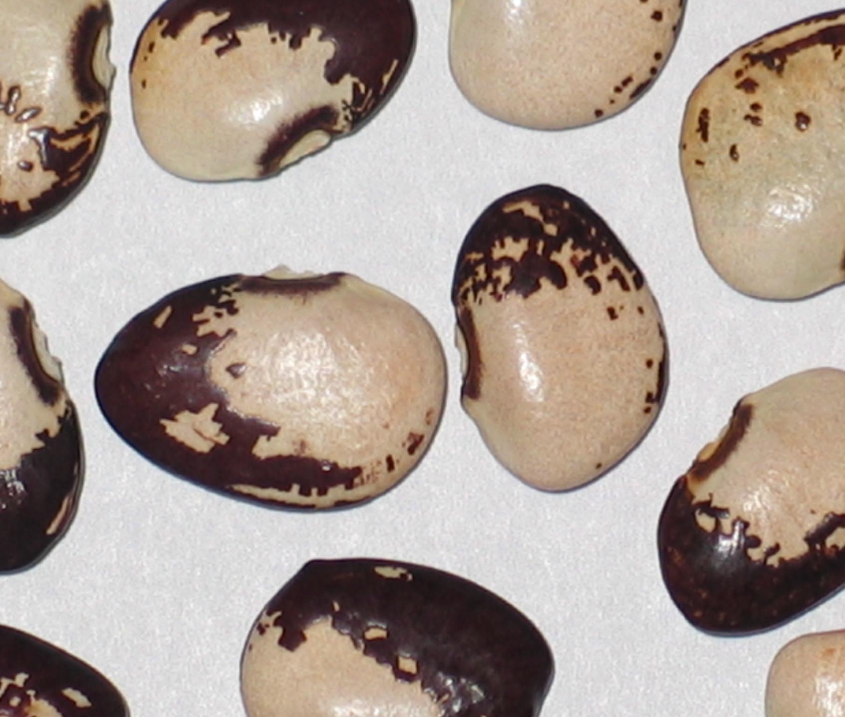 image of Florida Speckled beans