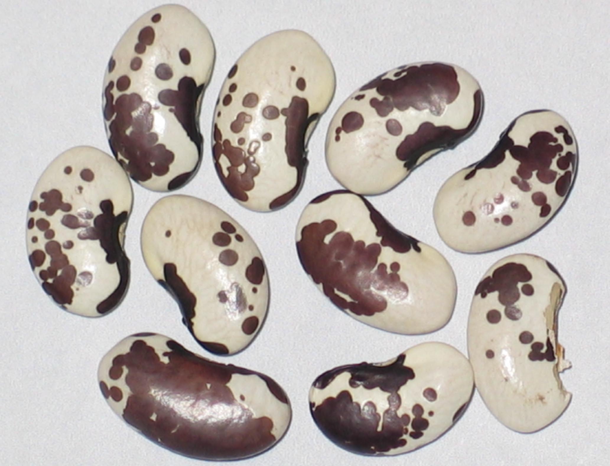image of Gila beans