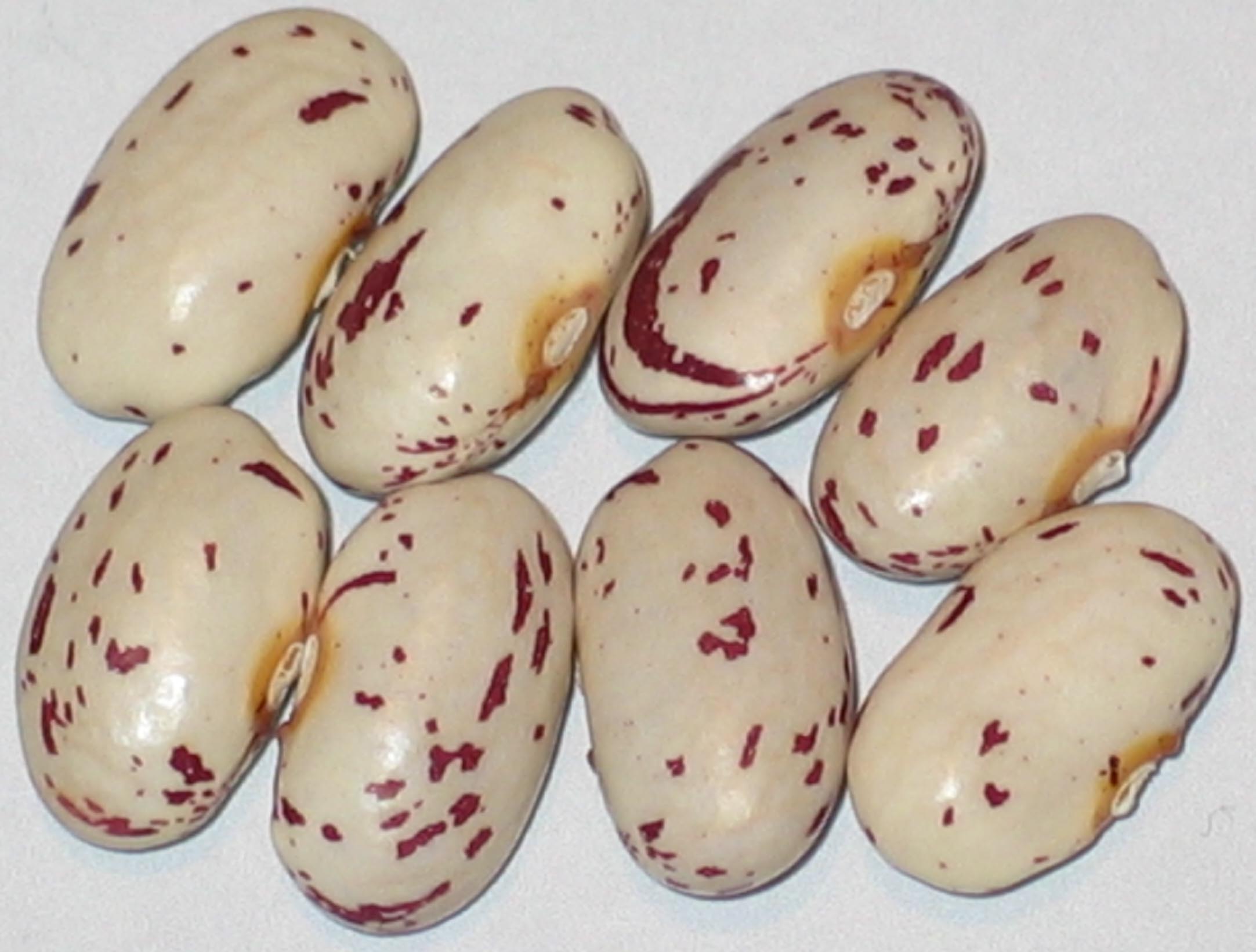 image of Gillenwater beans