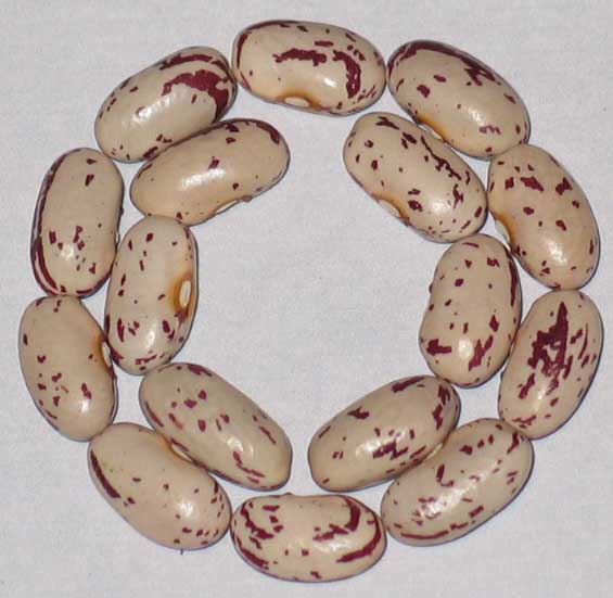 image of Gillenwater beans