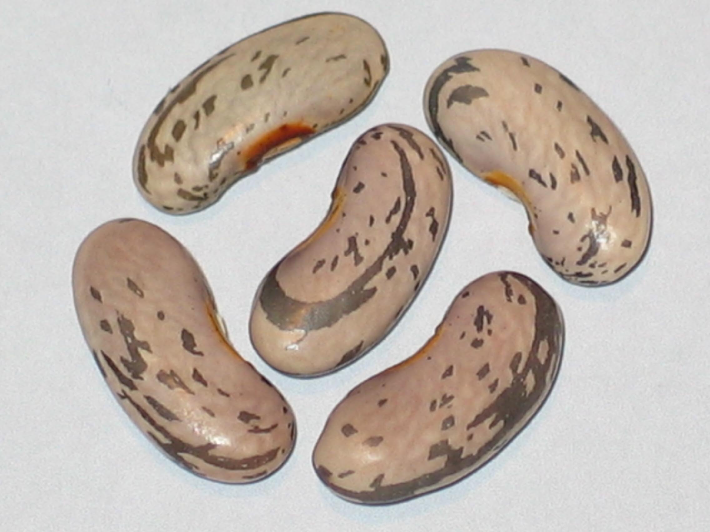 image of Gill's Deliciois Giant beans