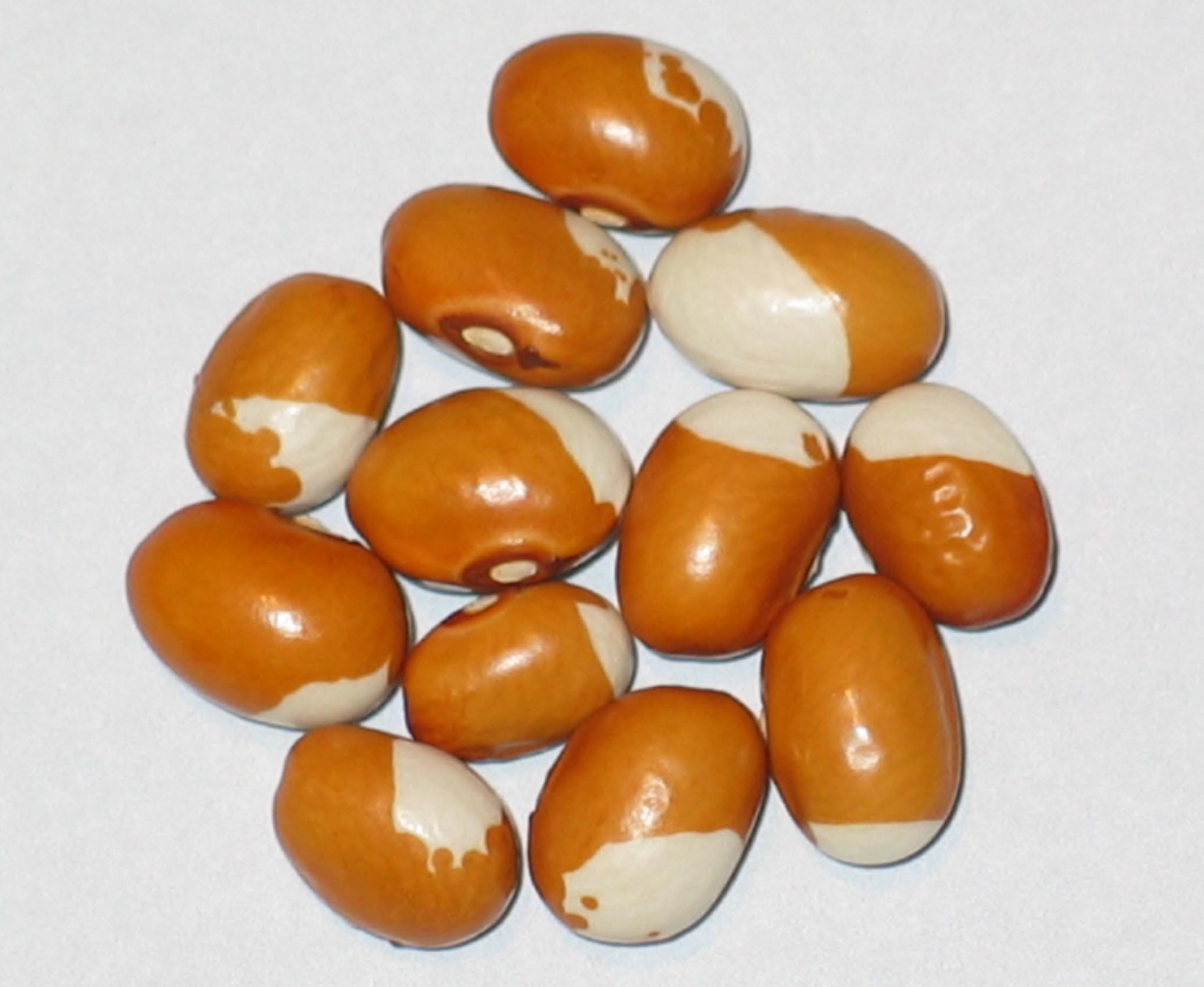 image of Goldener Regen beans