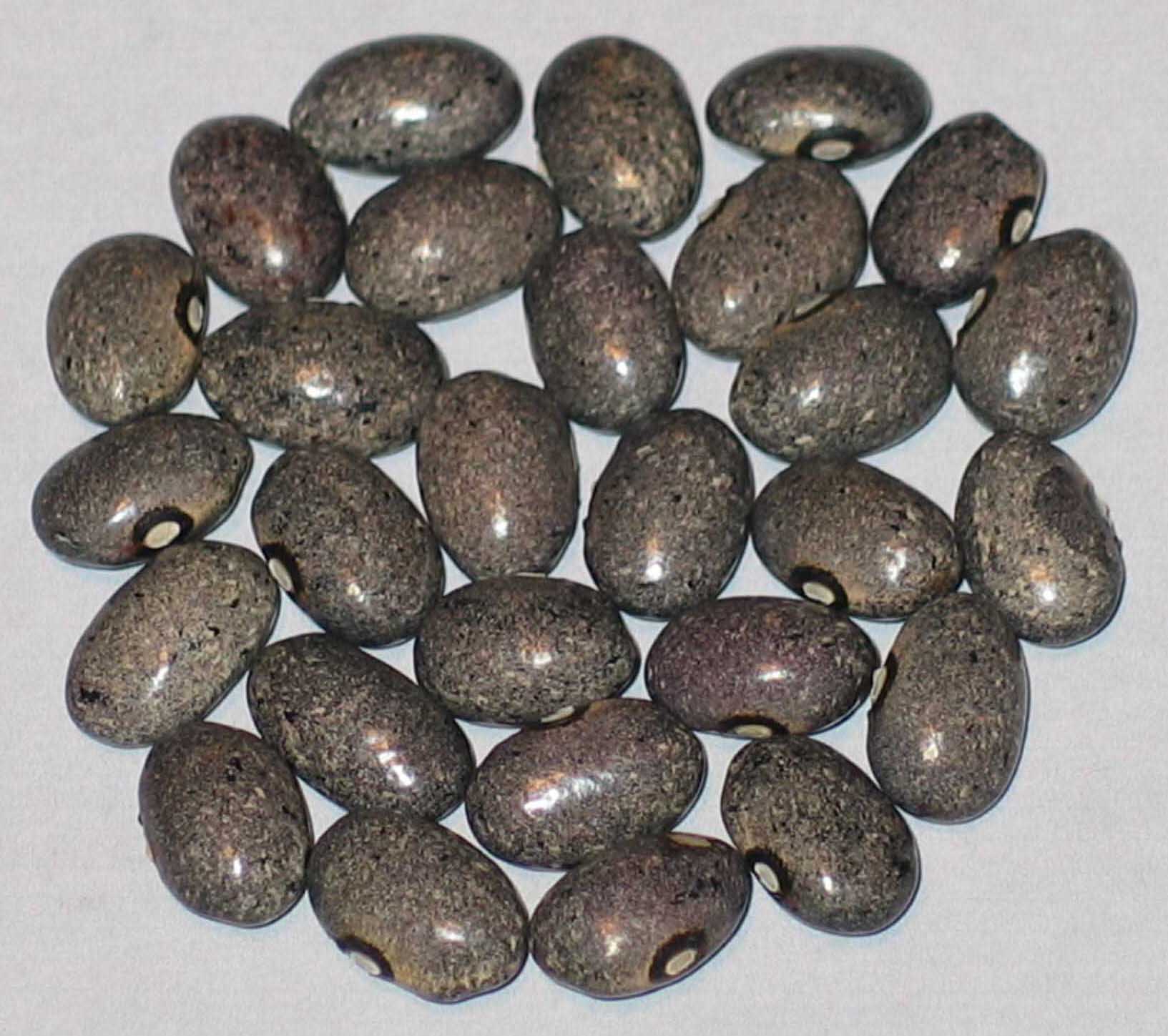 image of Gray Mountain beans