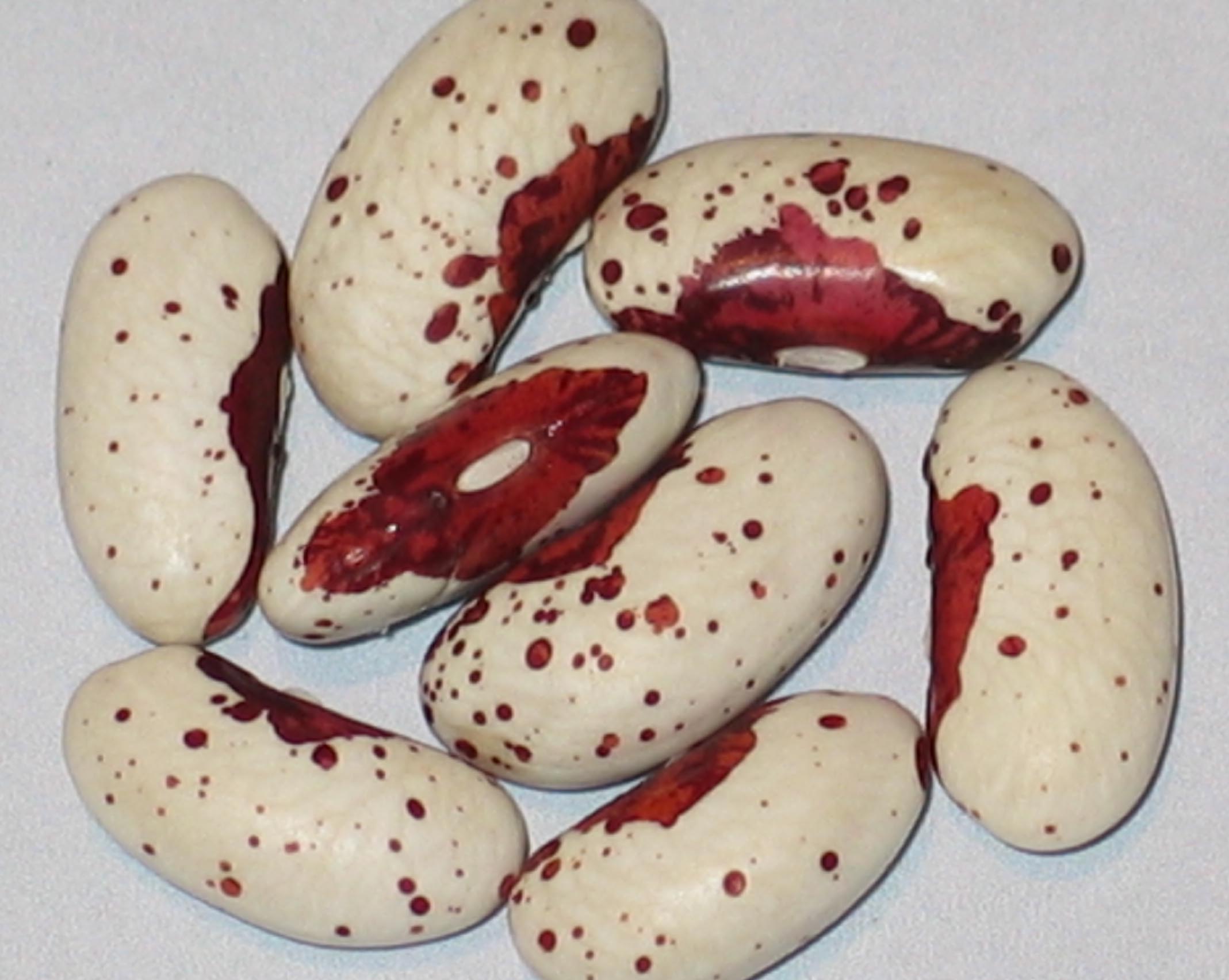 image of Great Lakes Special beans