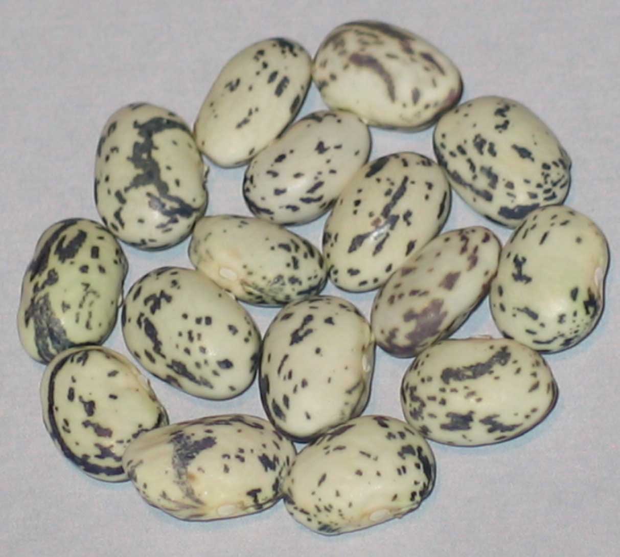 image of Hallados Grandos beans