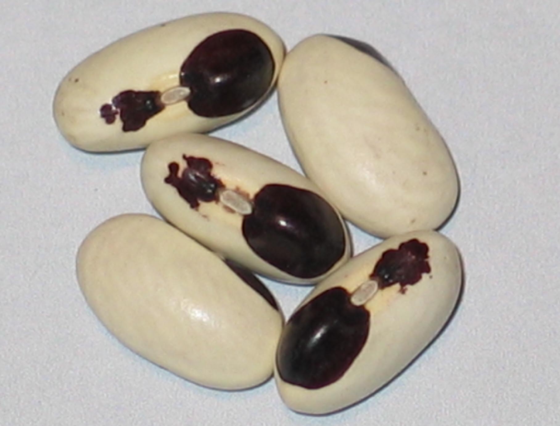 image of Hashuli beans