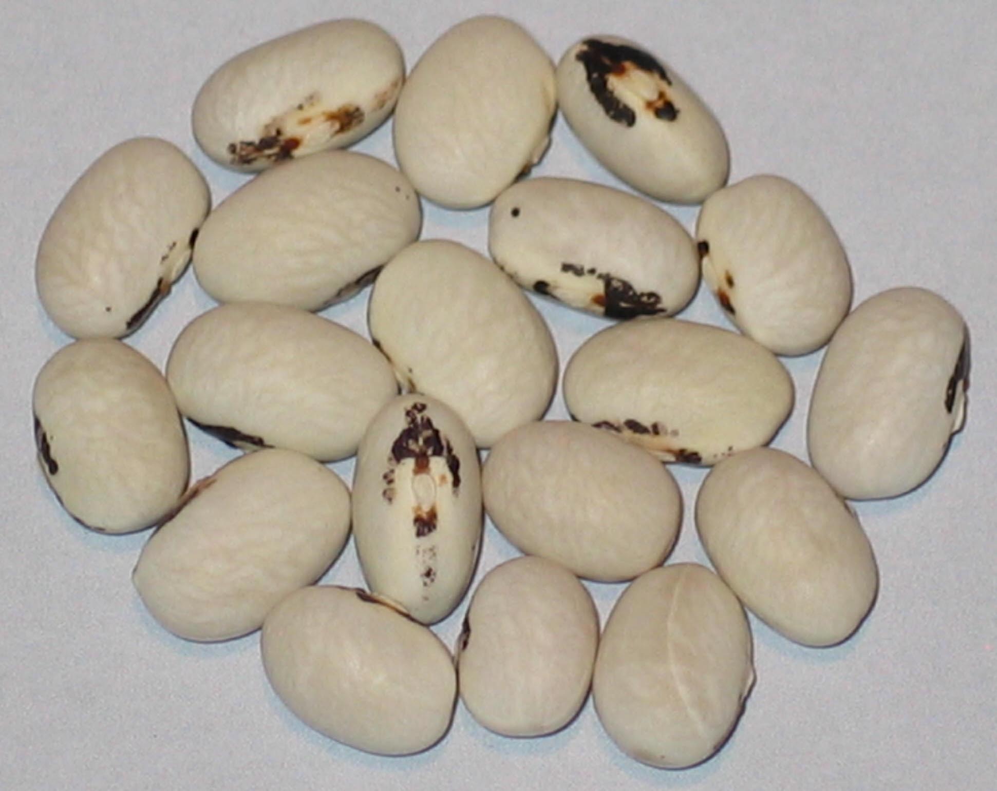image of Hawick beans