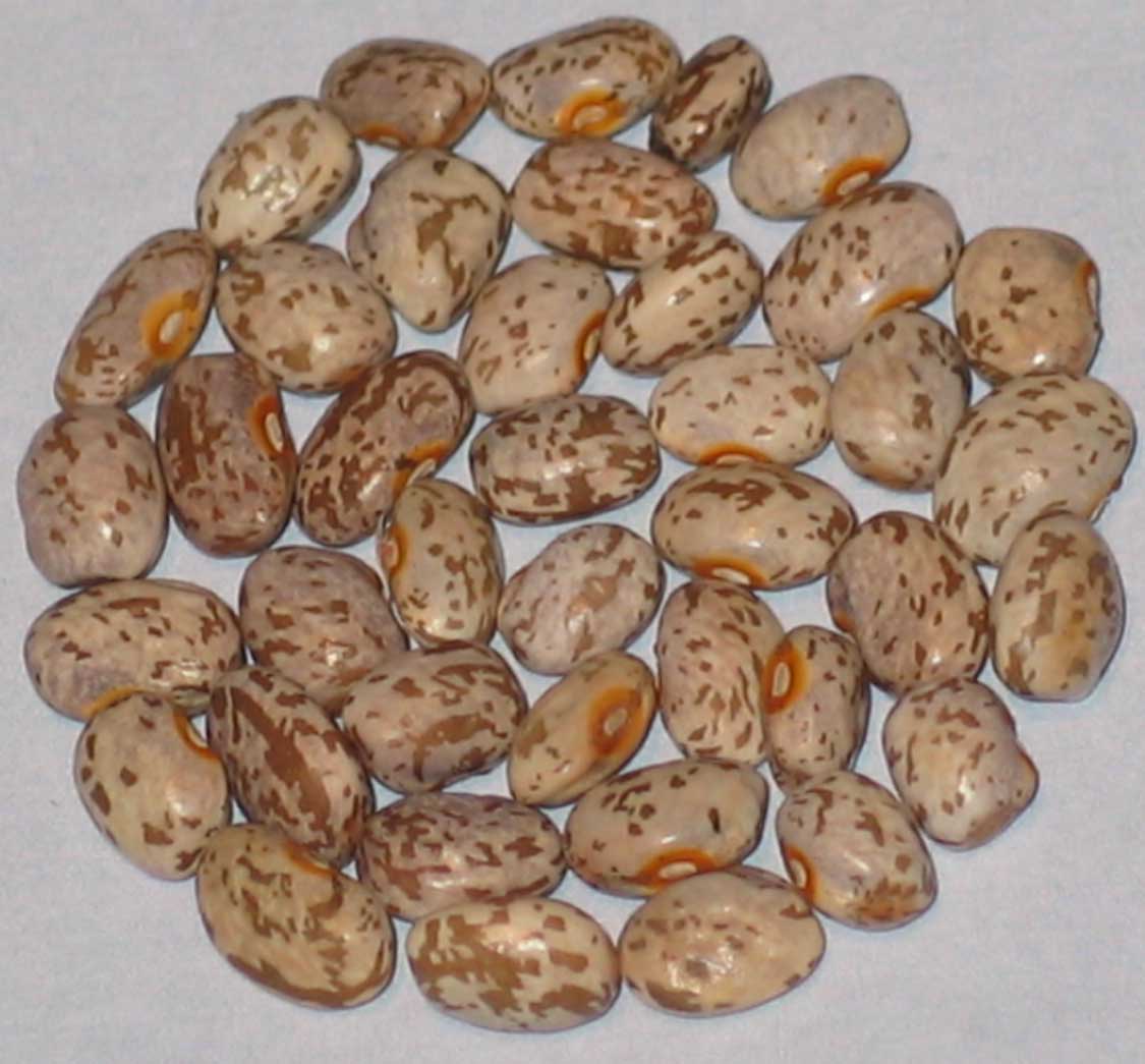 image of Headrick Greasy Cutshort beans