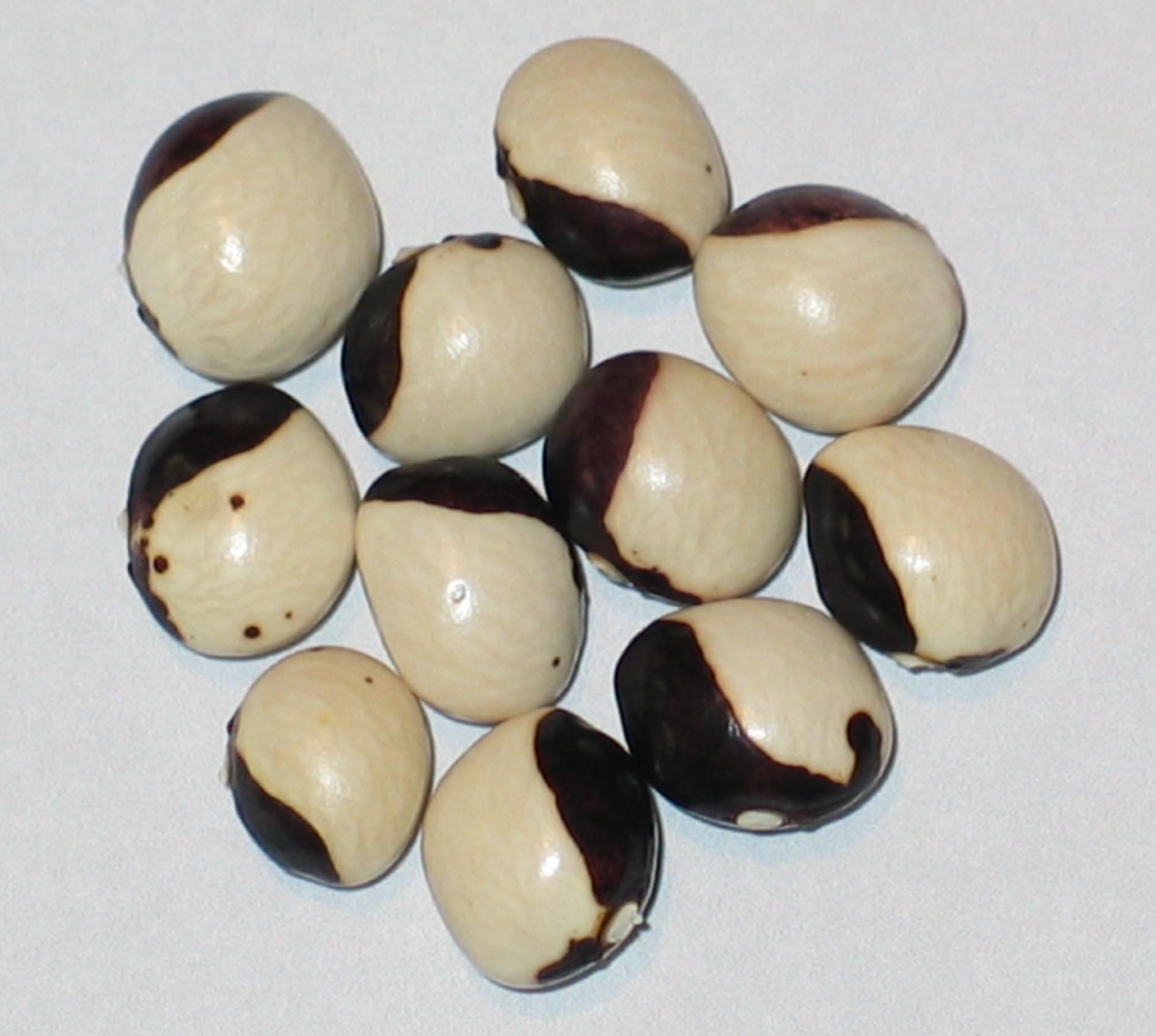 image of Hemelvaartboontje beans