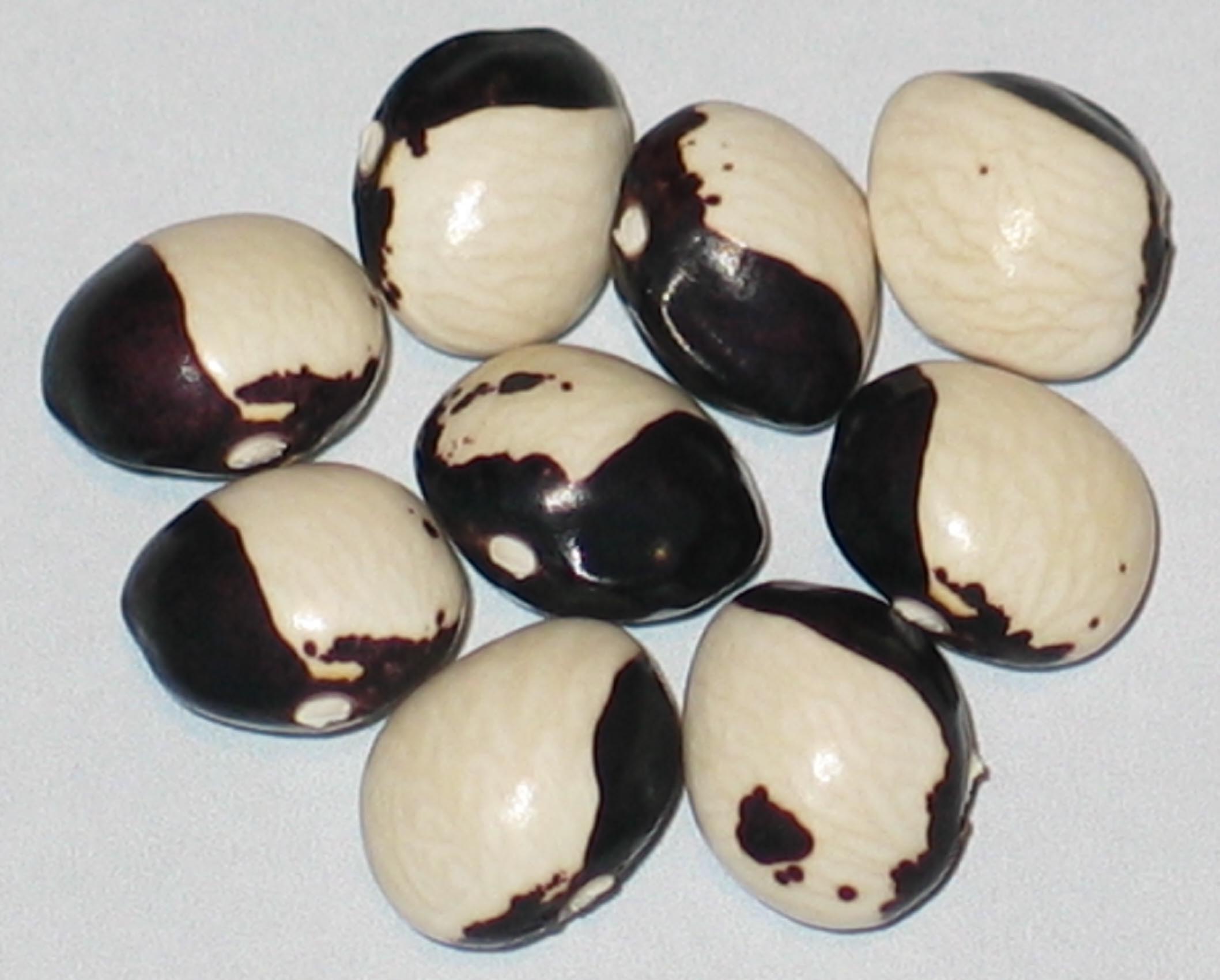 image of Hemelvaartboontje beans