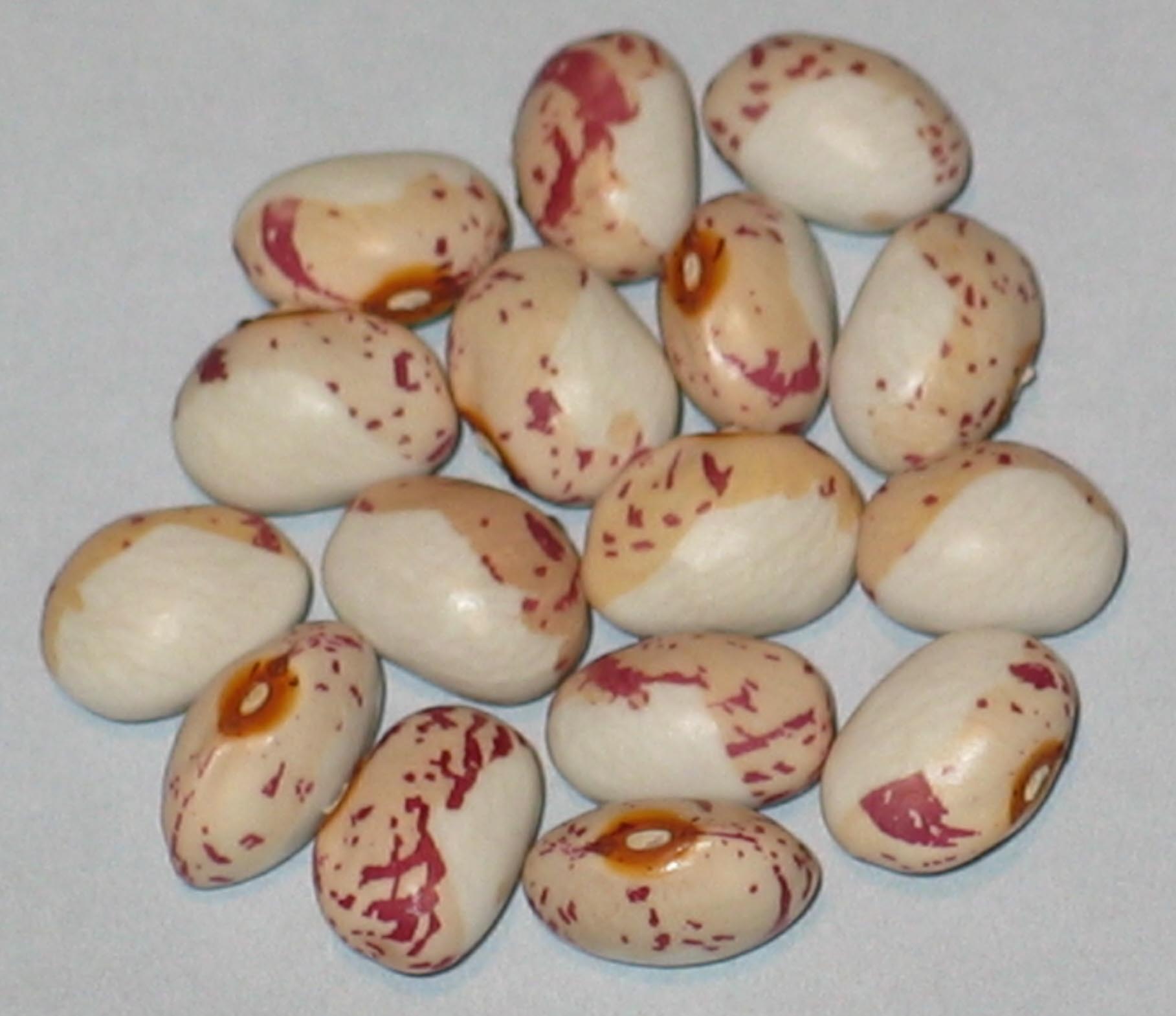 image of Hiawatha beans
