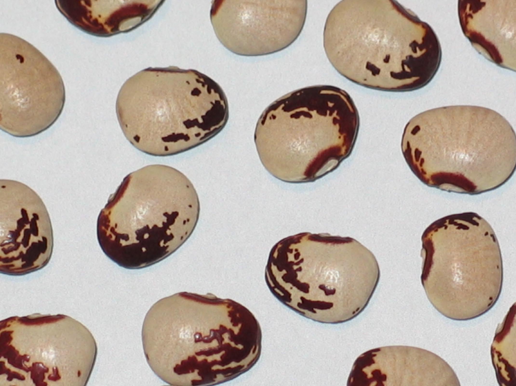 image of Horn Speckled beans