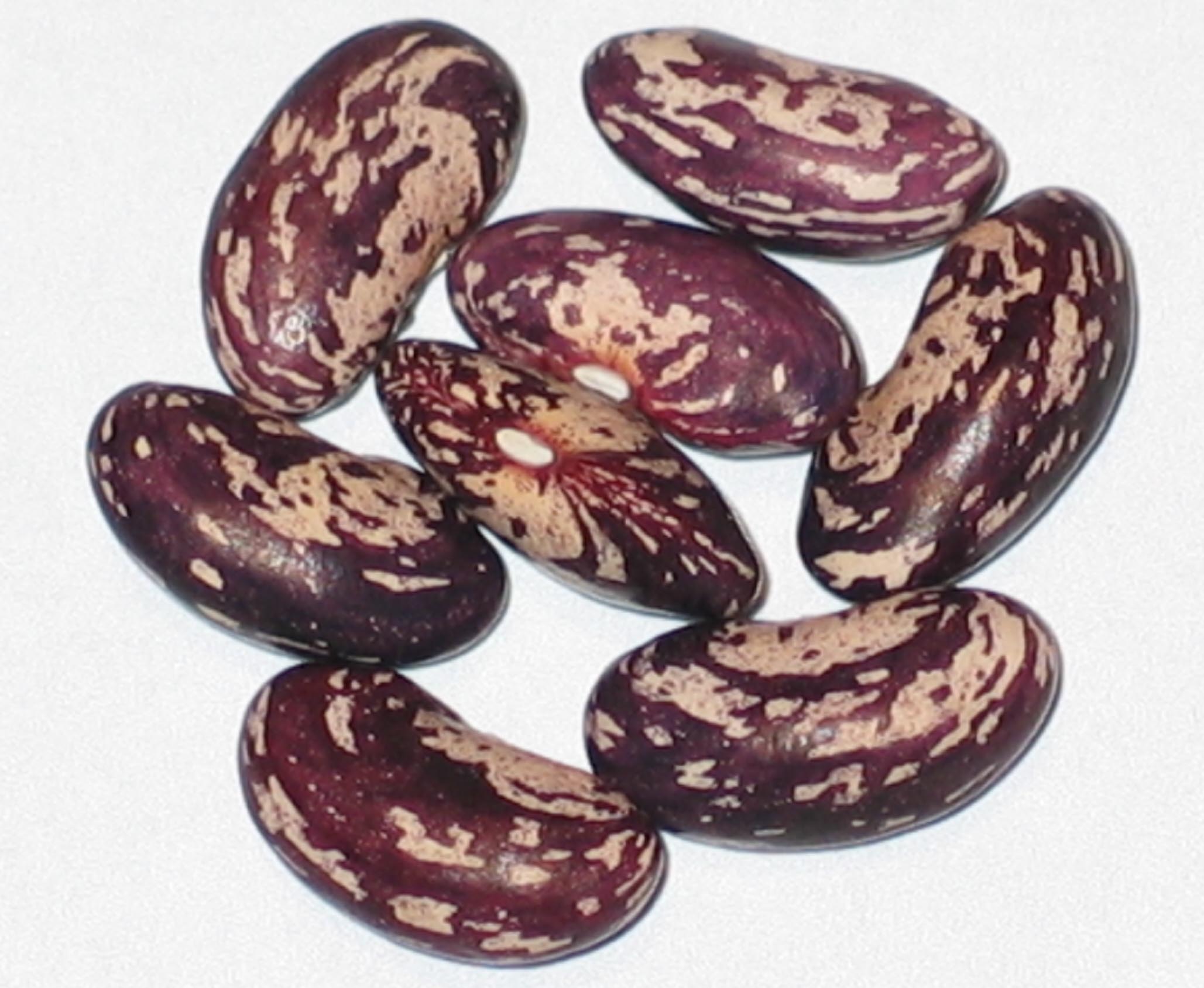 image of Horsehead beans