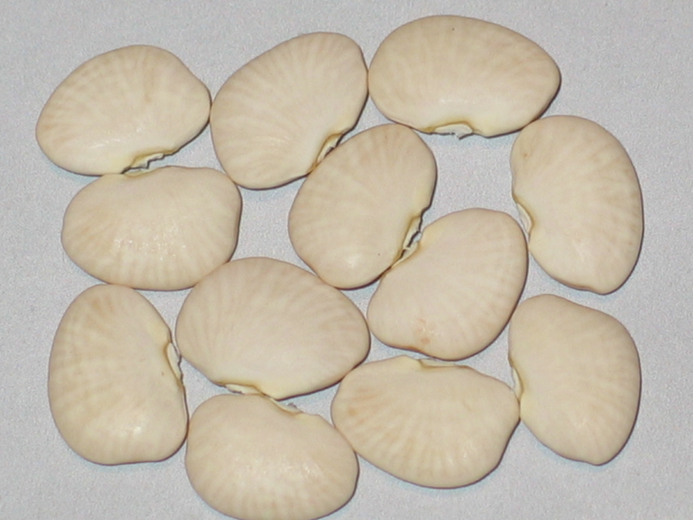 image of Hurley beans