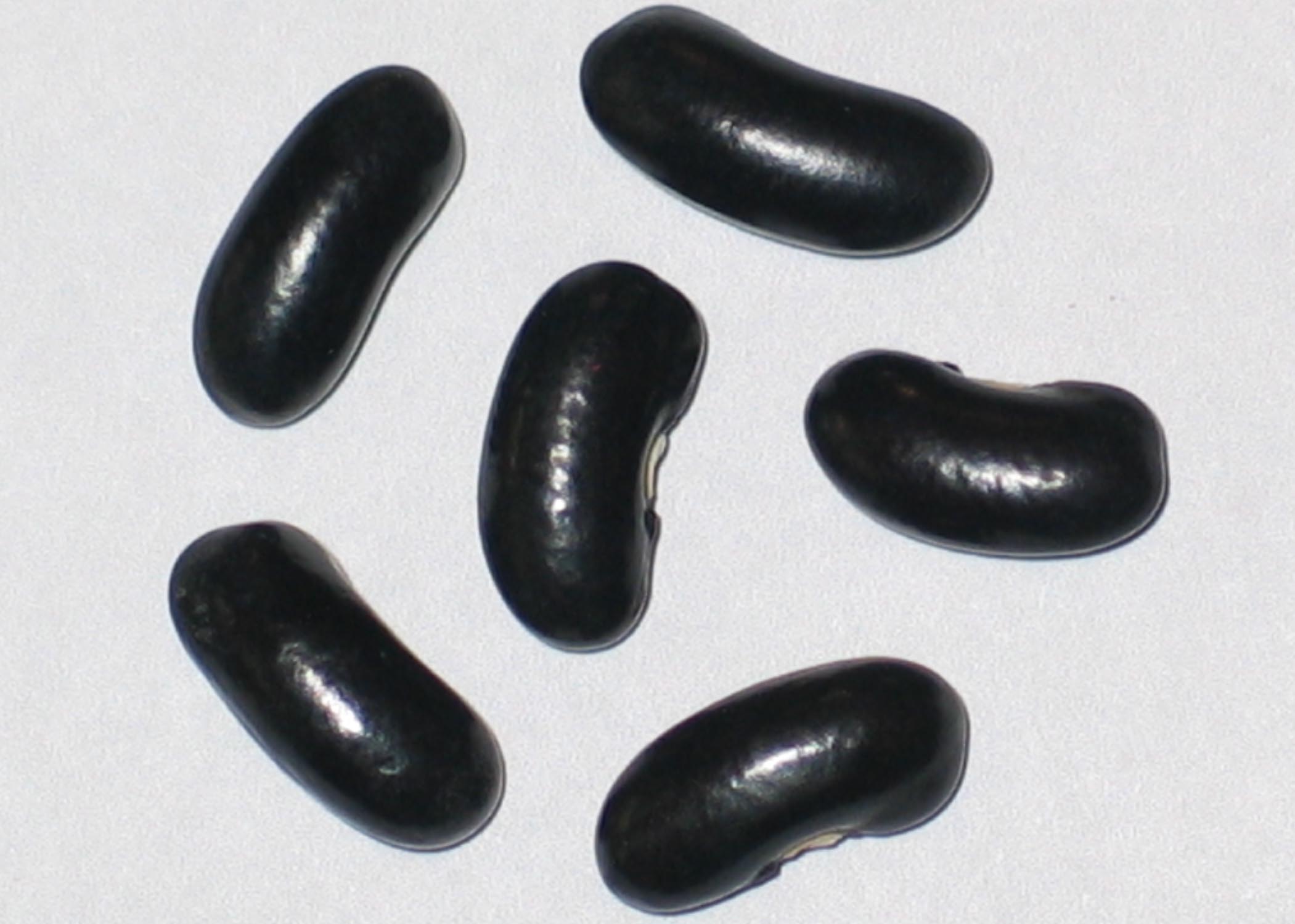 image of Illinois Snap beans