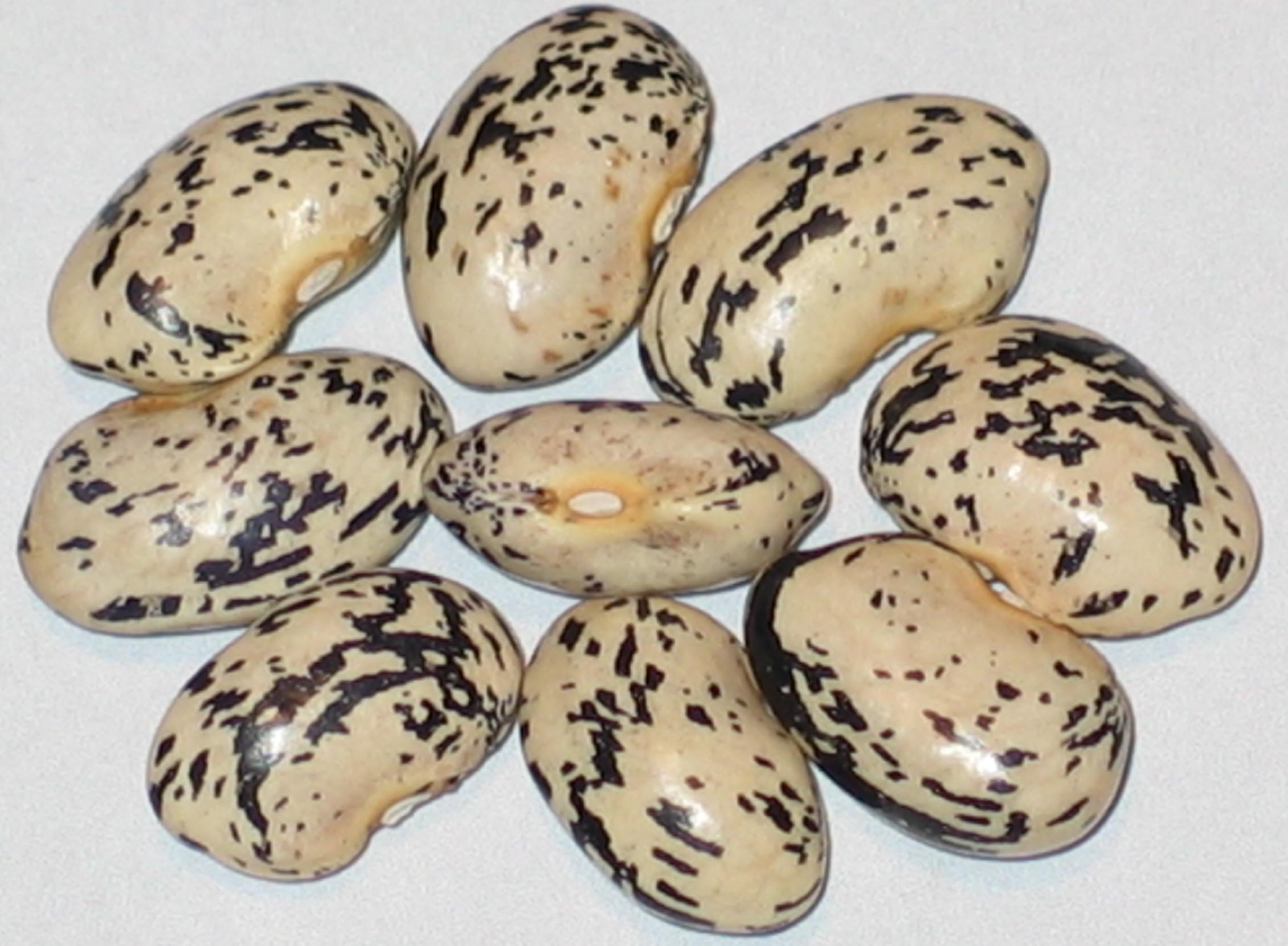image of Illinois Wild Goose beans