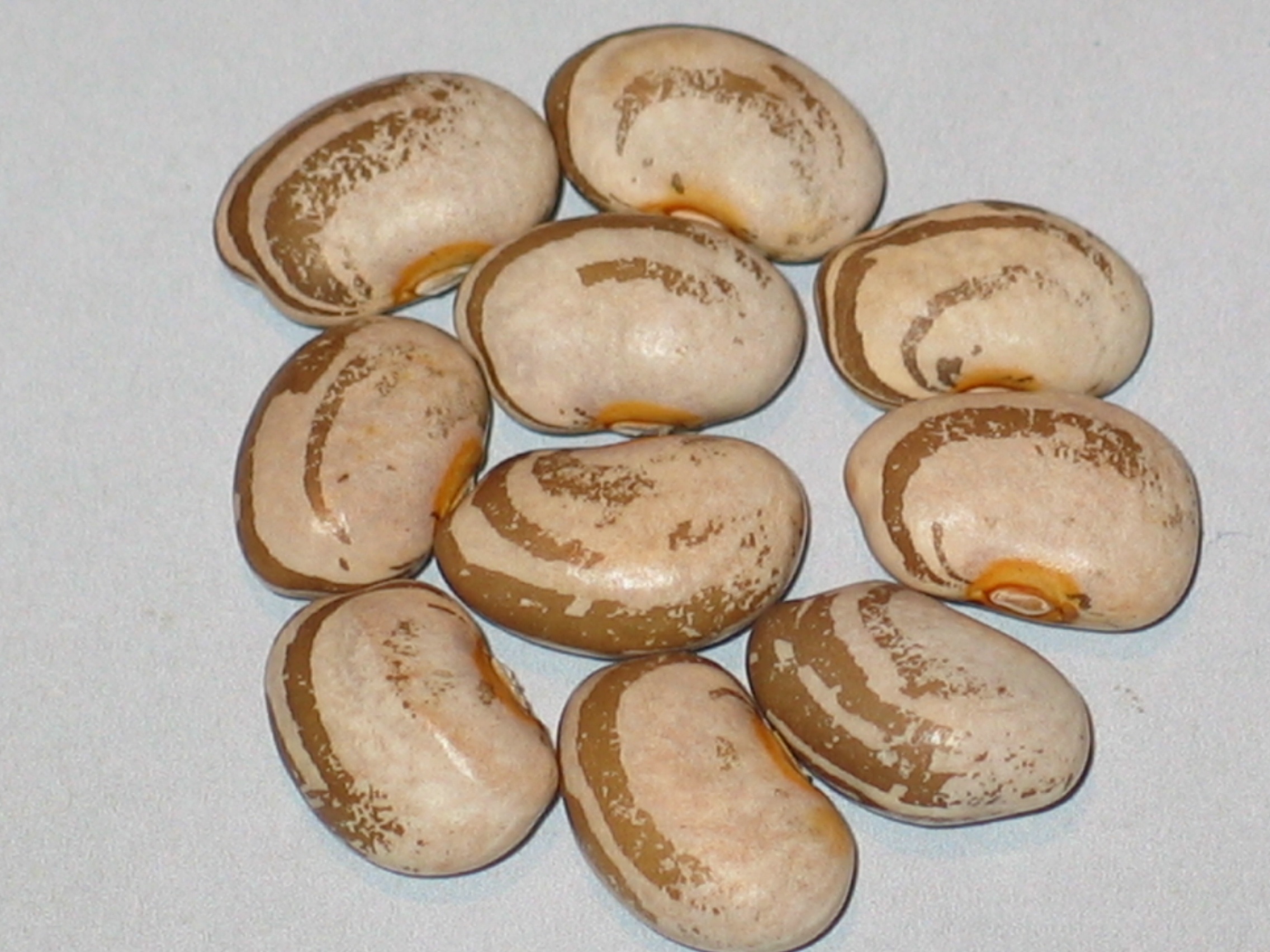 image of Indian Mound beans