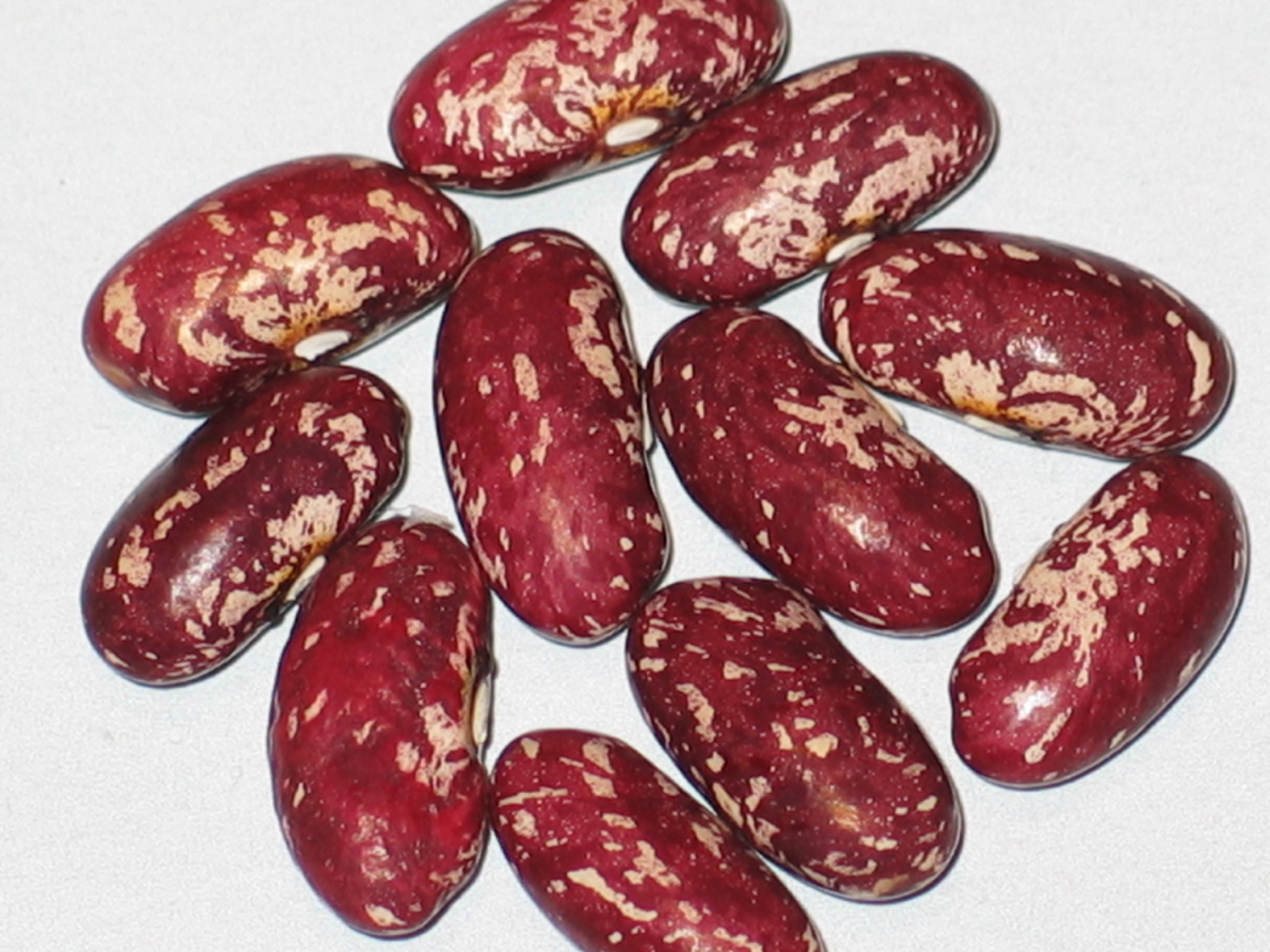 image of Iroquois Cornbread beans