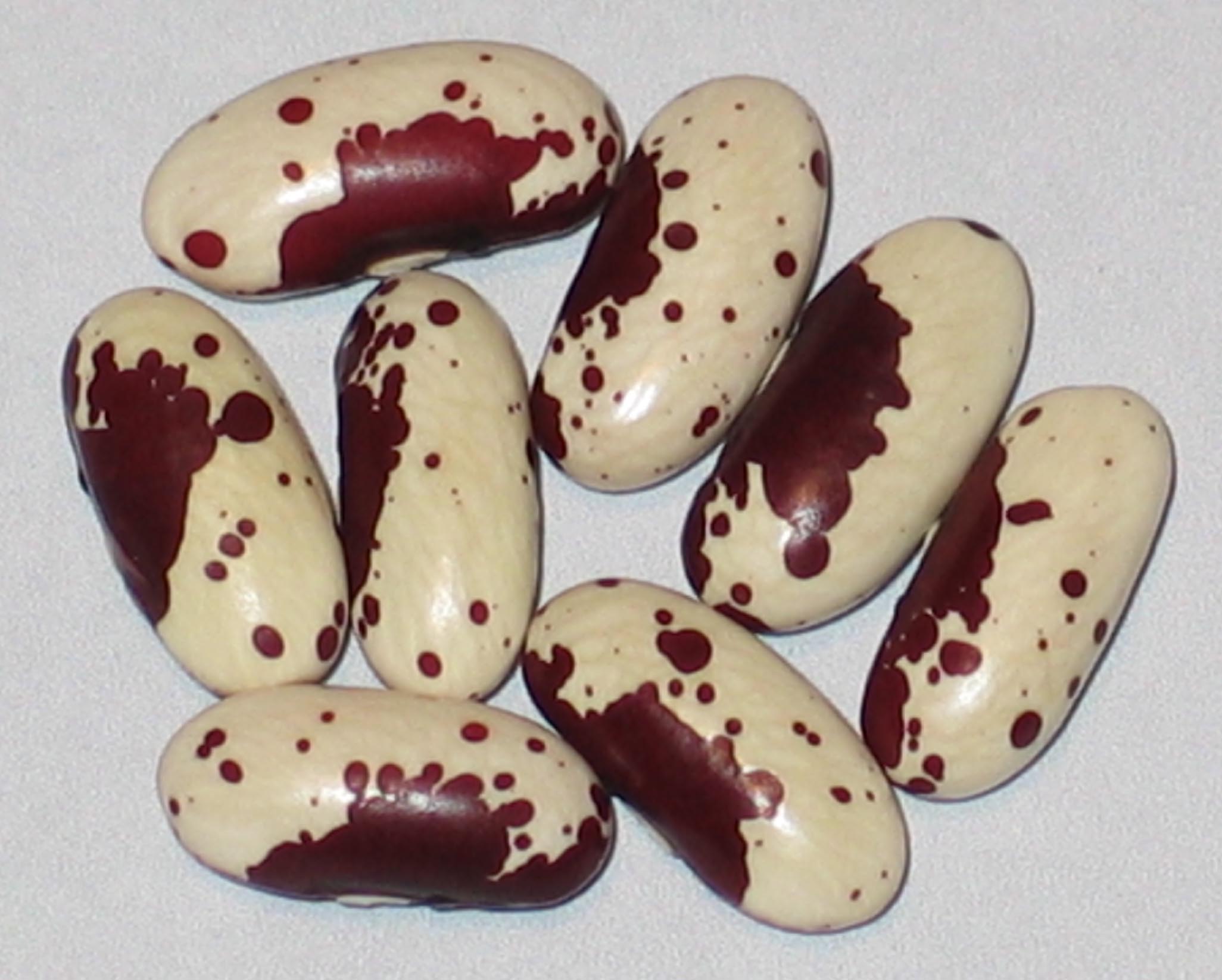 image of Jacob's Cattle Amish beans
