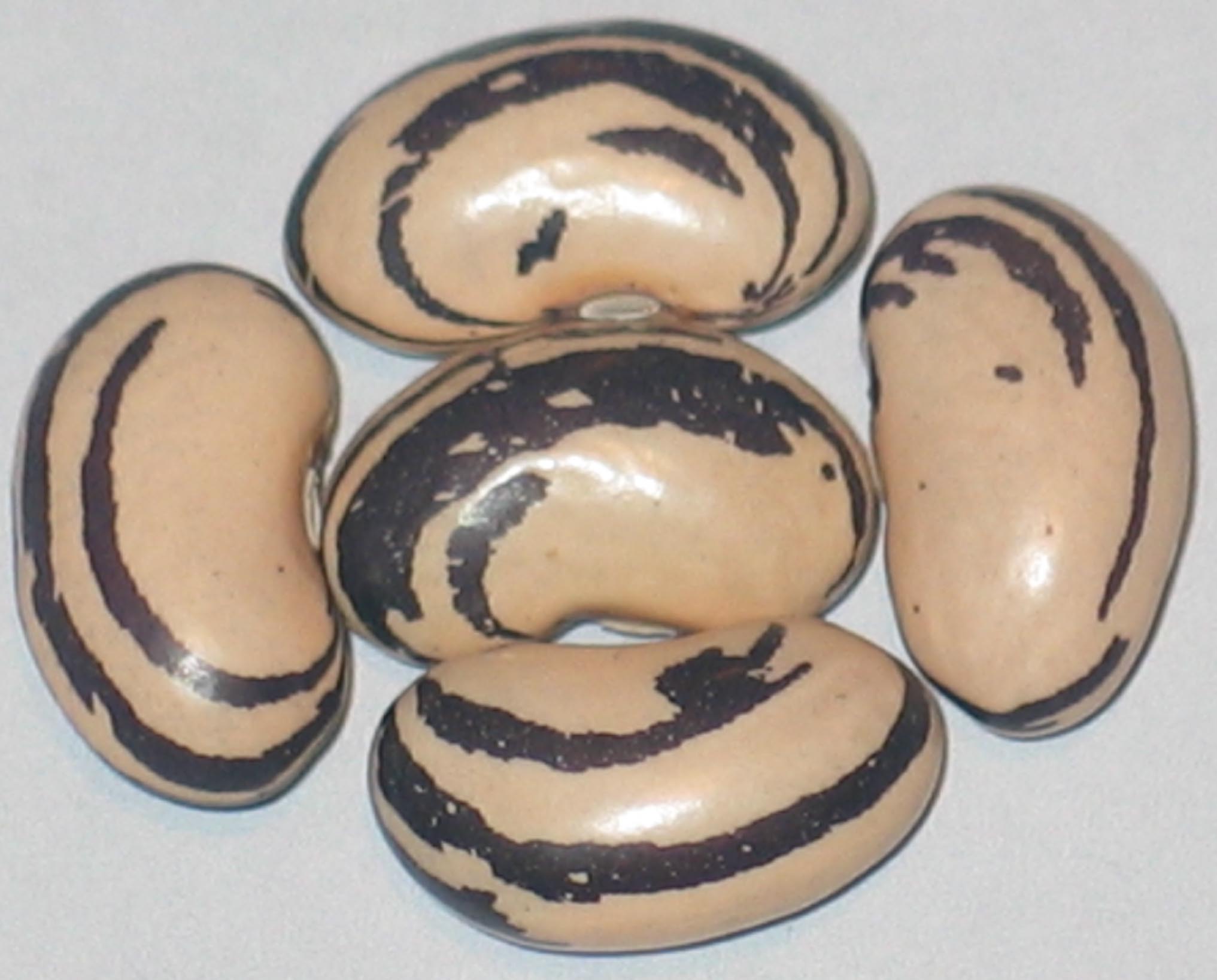 image of Jembo Polish beans