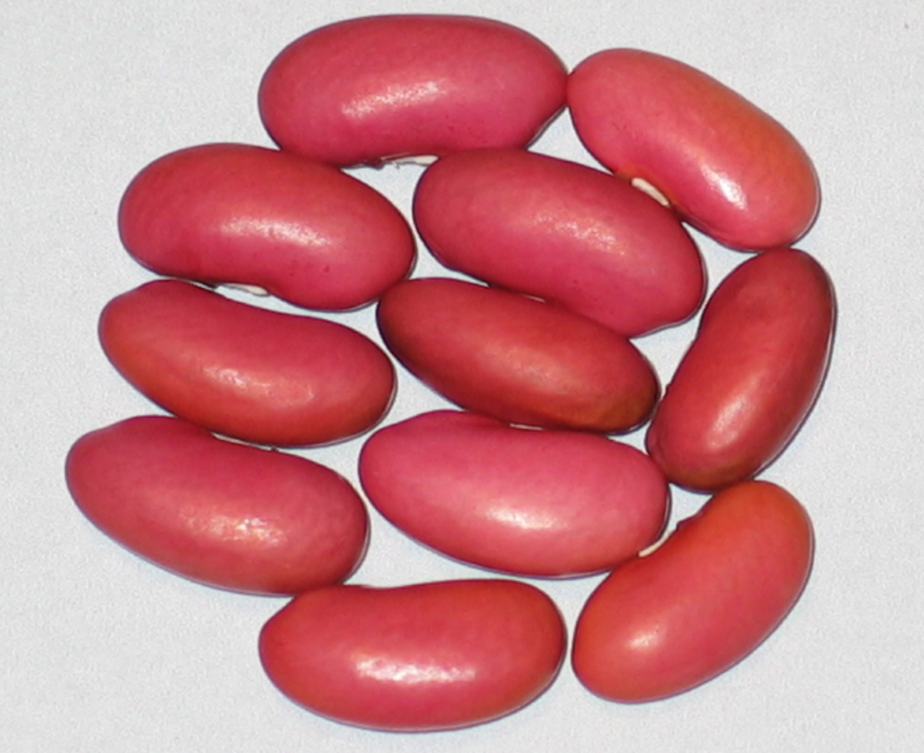 image of Junin beans