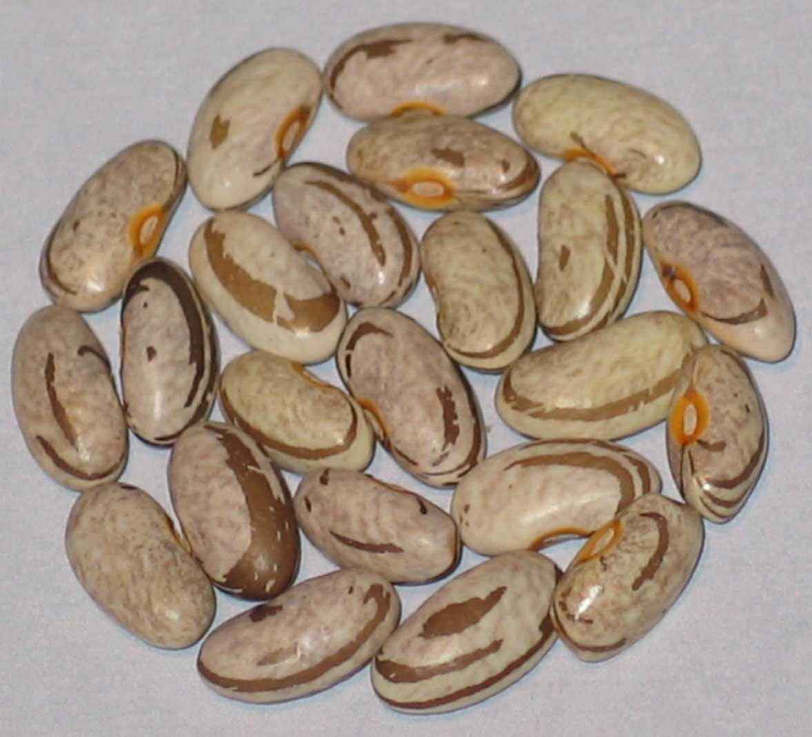 image of Kermits Smoky Mountain beans