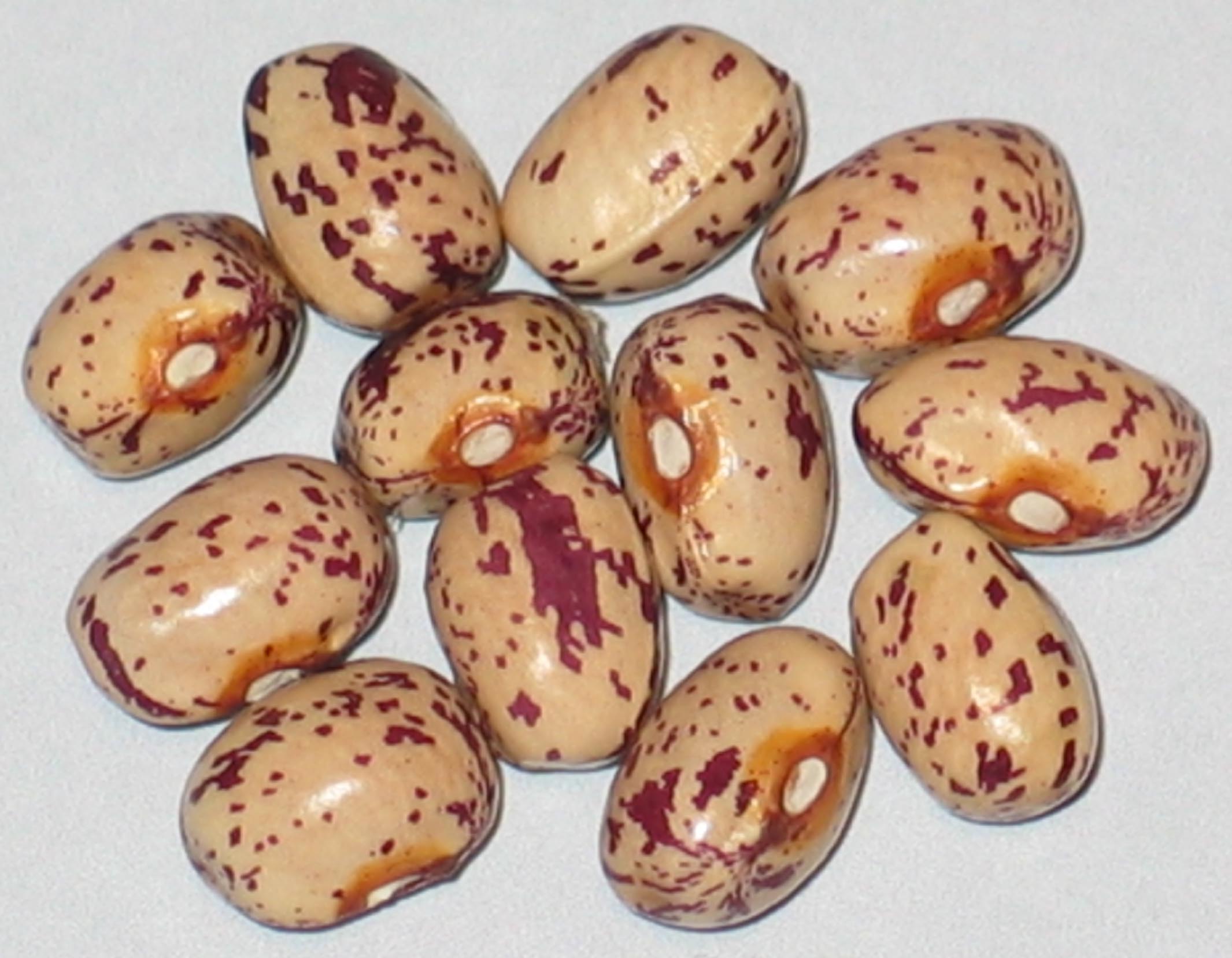image of Kifl Mucko beans