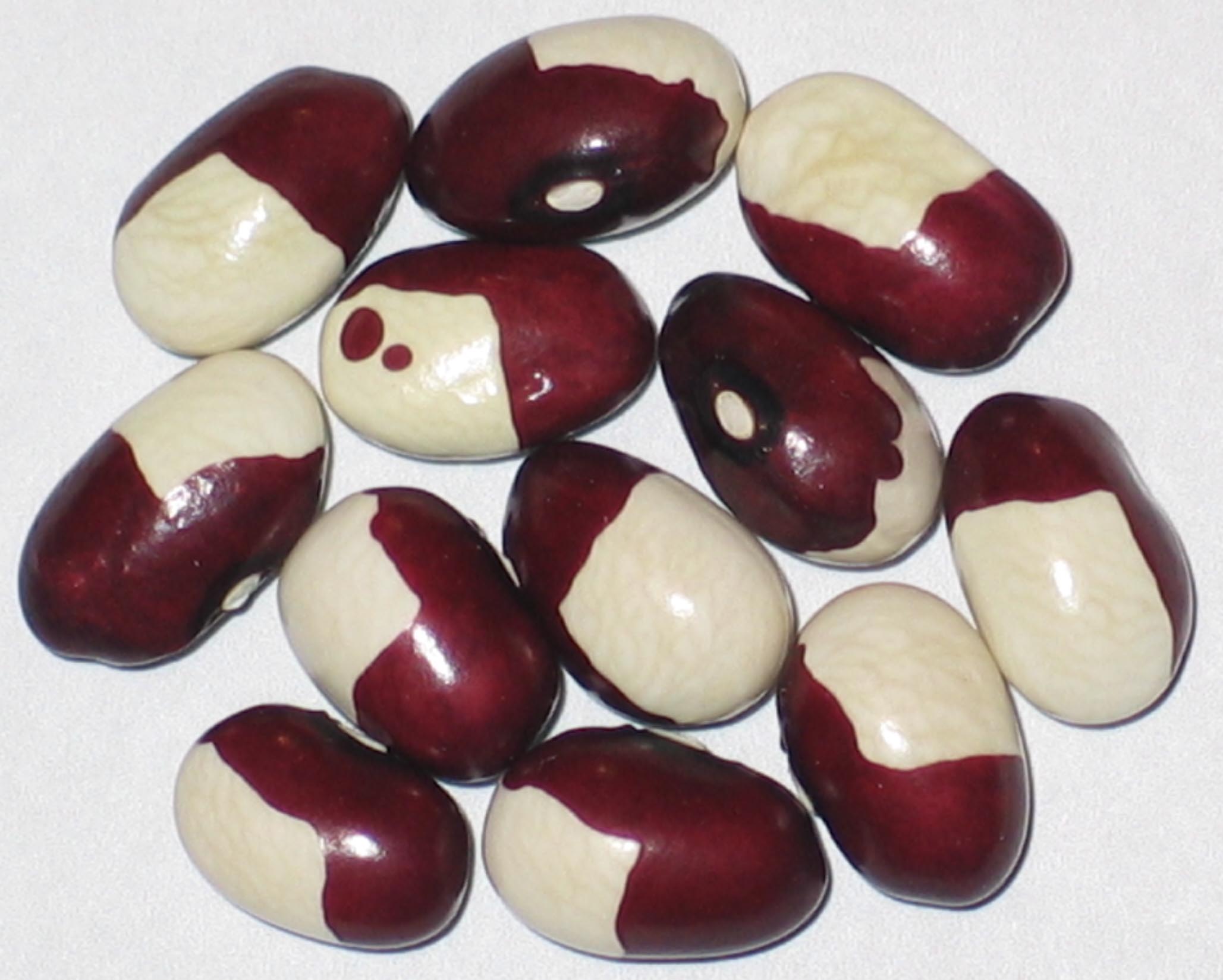 image of Kilham Goose beans