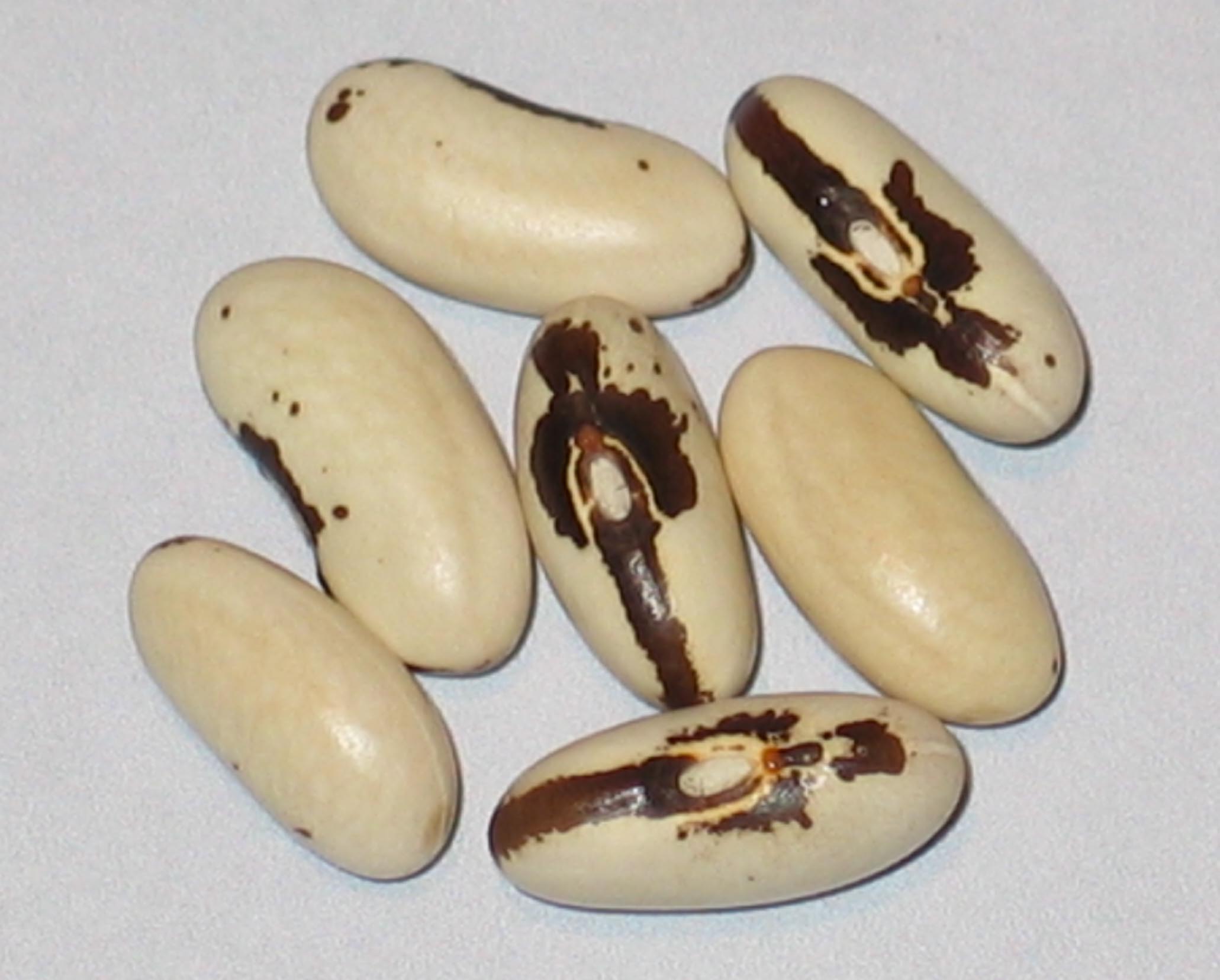image of Kleine Soldatenboon beans