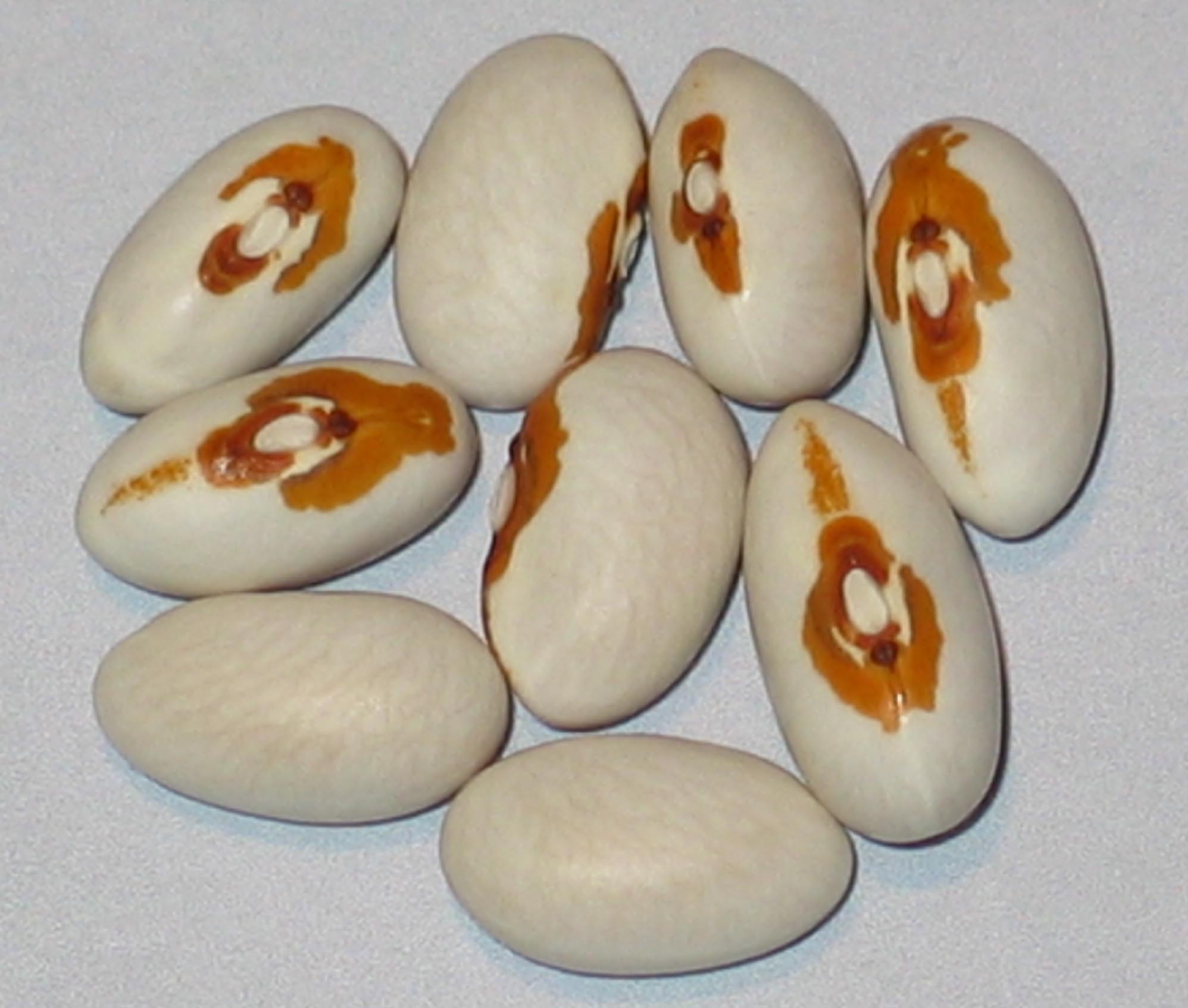 image of Knepley Forty Bushel beans