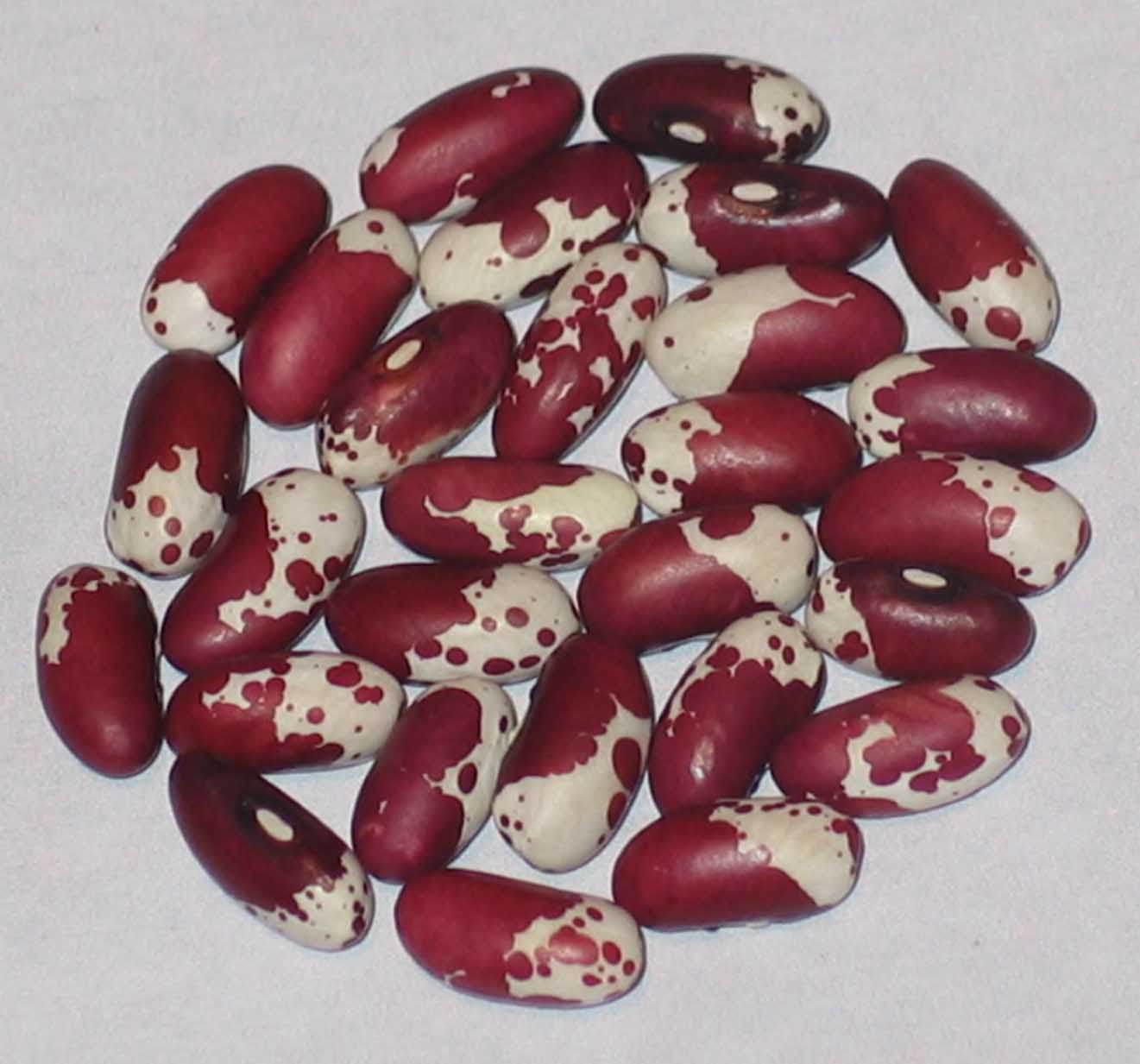 image of Koronis Little Red Trout beans