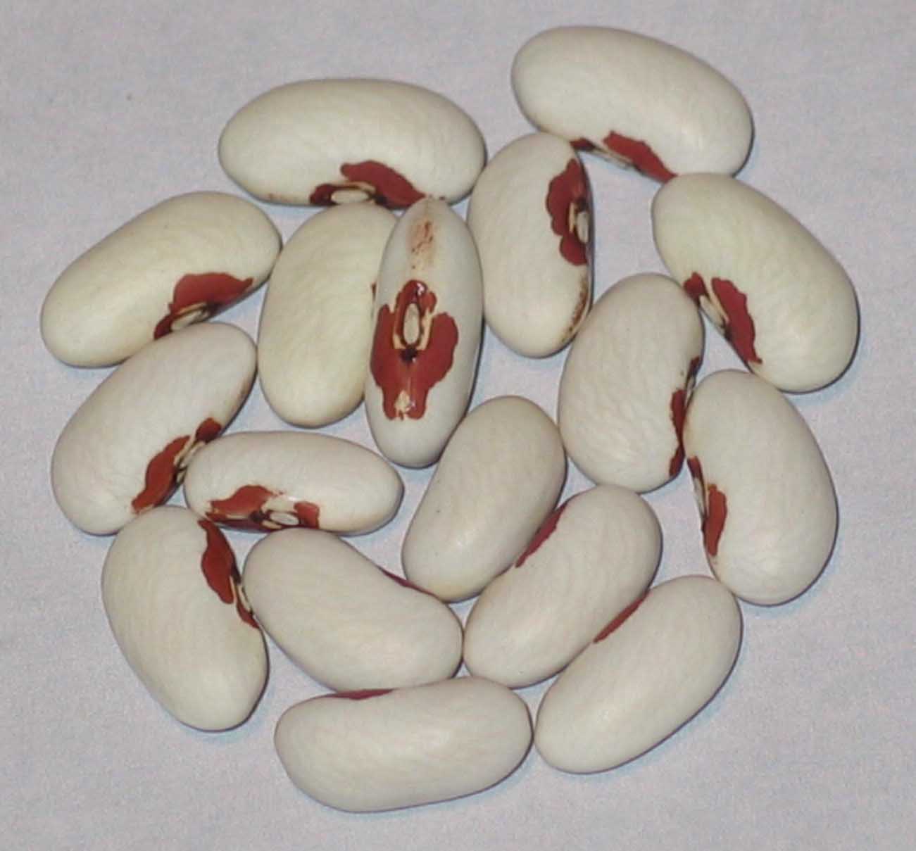 image of Koronis Red Eye beans