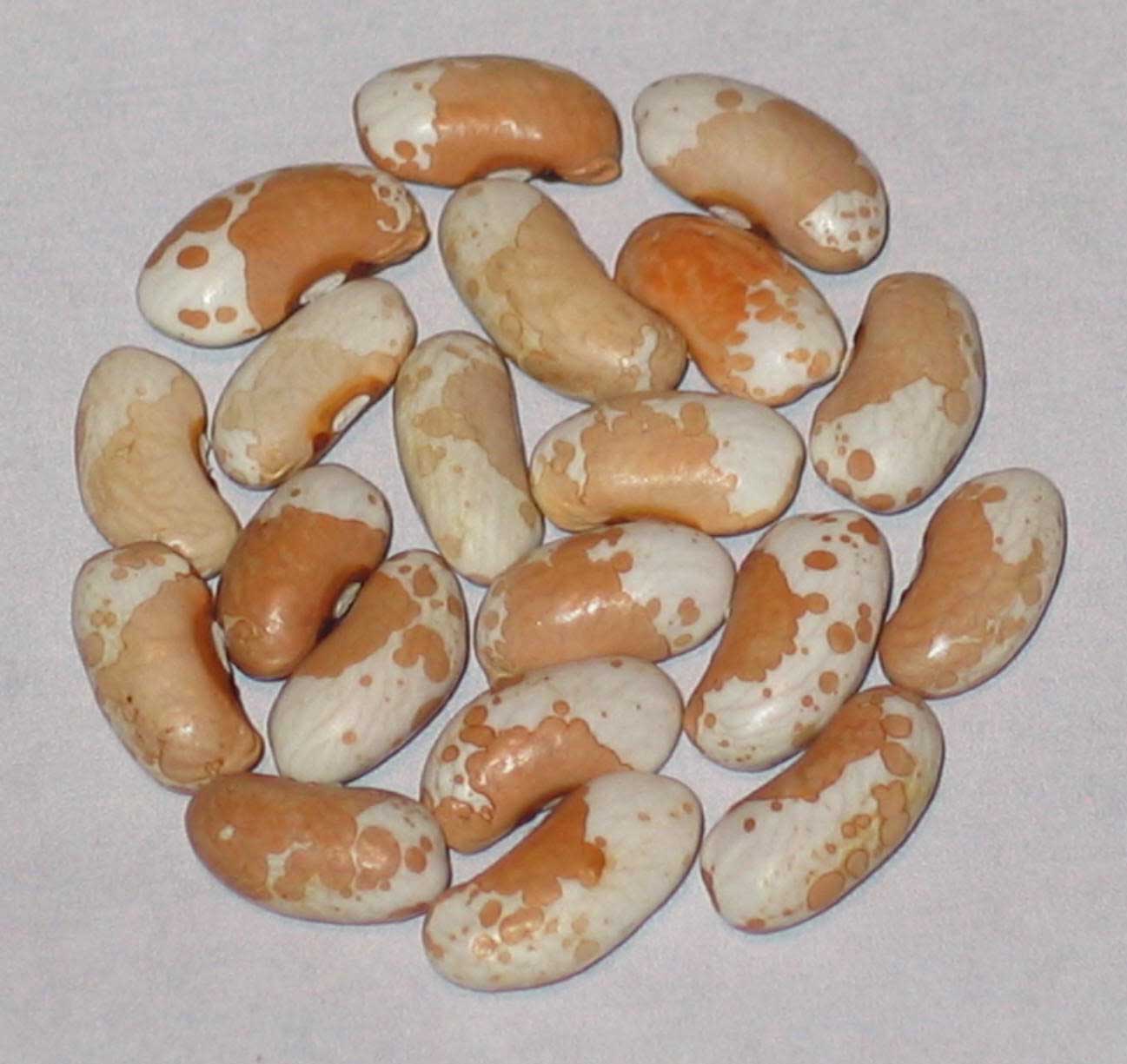 image of Koronis Tan Trout beans