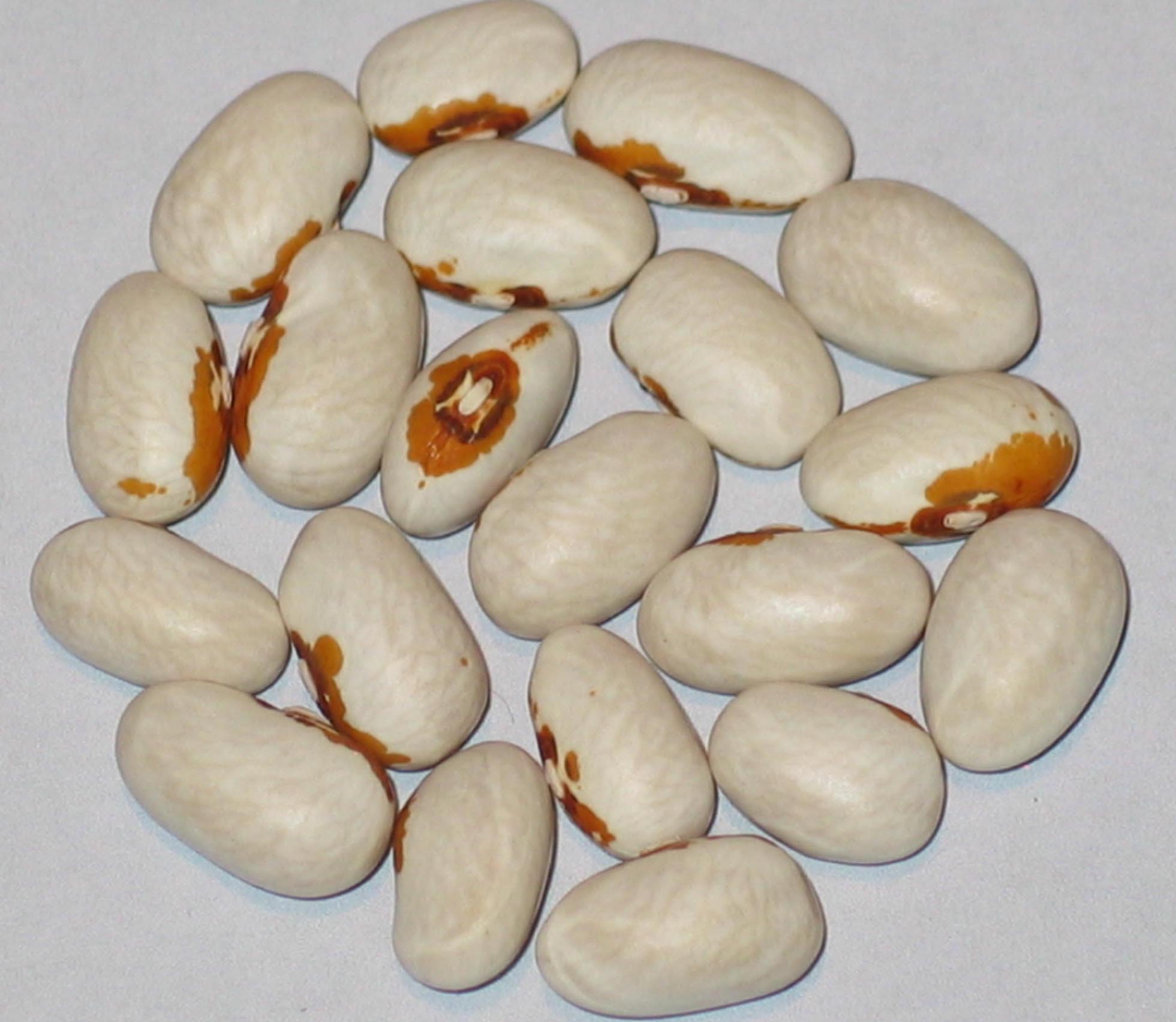 image of Koronis Yellow Eye beans