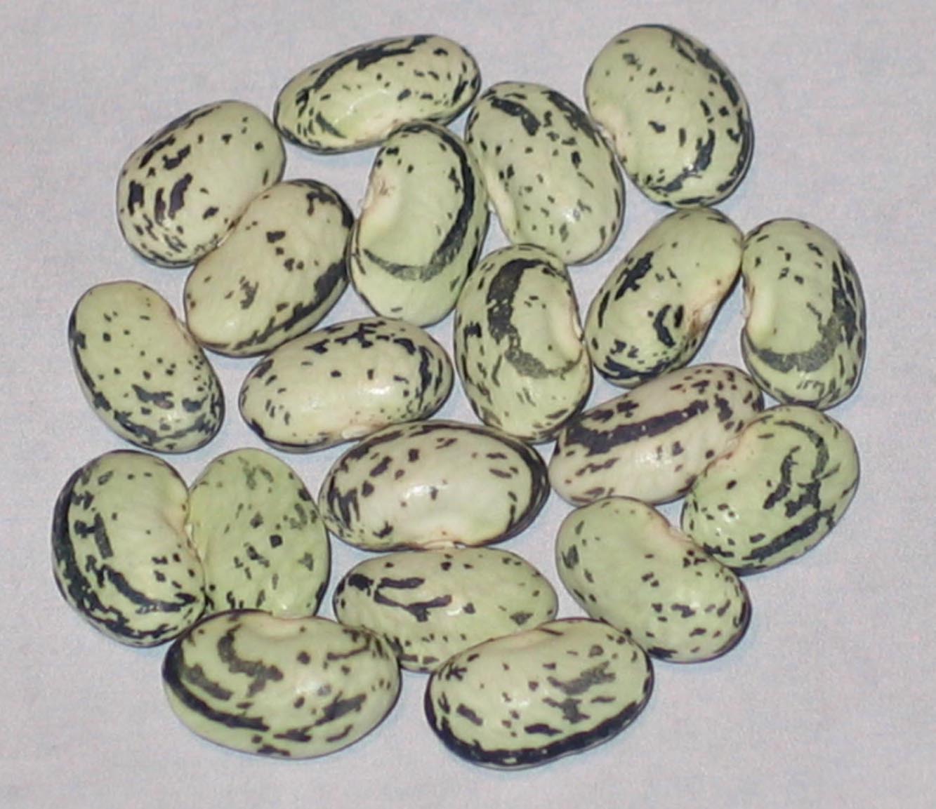 image of Lavender Swirl beans